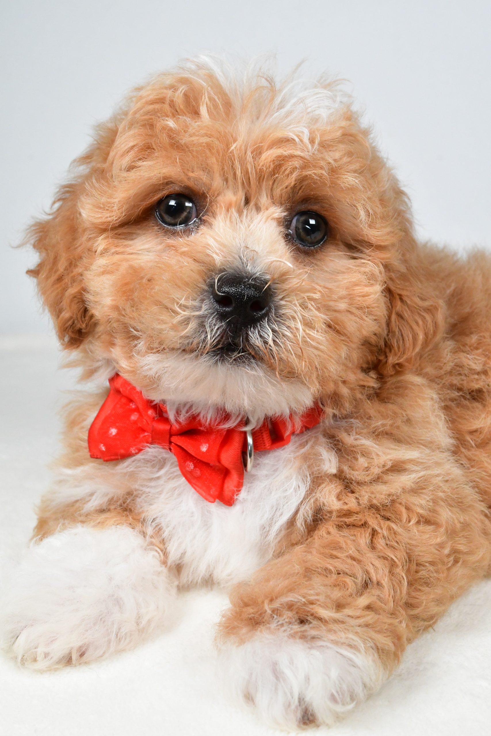 Mr. Quinton The Shih-poo - Image 4