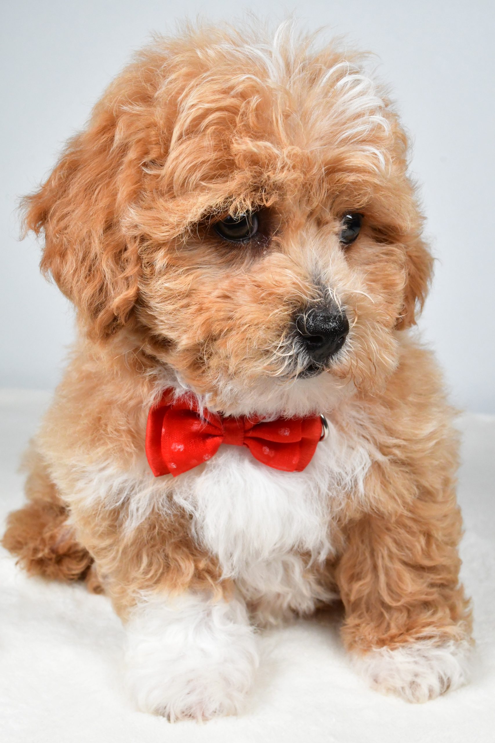 Mr. Quinton The Shih-poo - Image 5