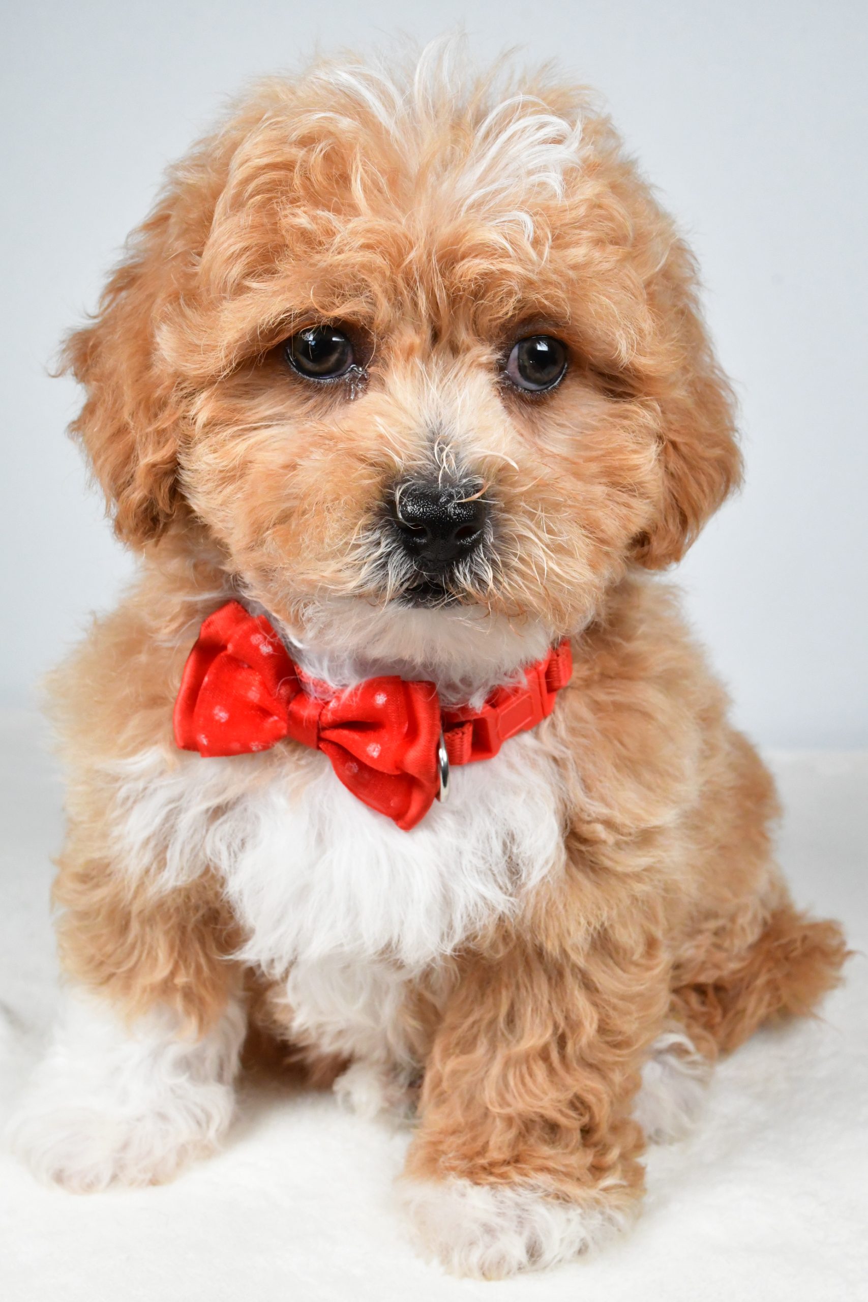Mr. Quinton The Shih-poo