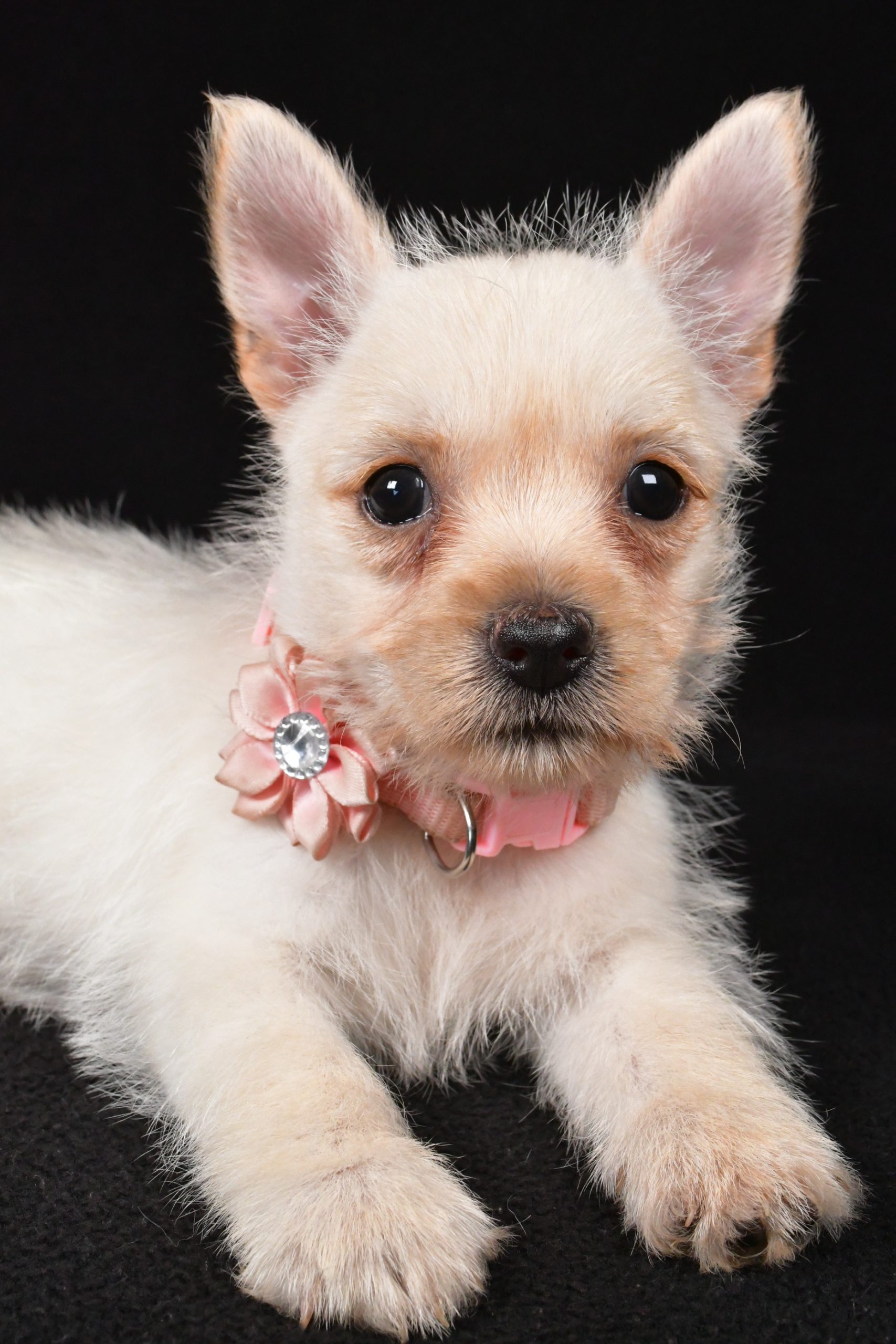 Miss Ava The Cairn Terrier - Image 6