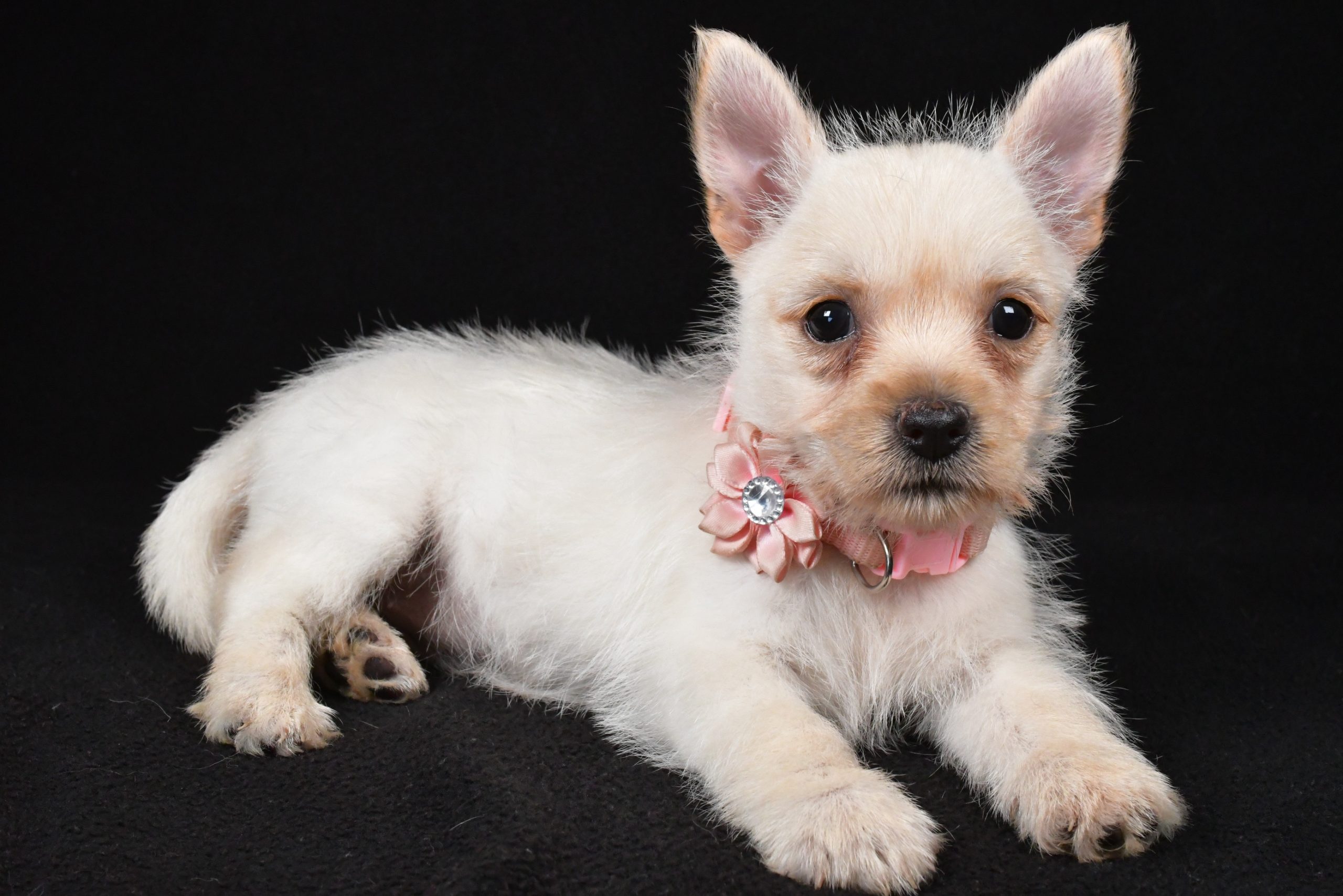 Miss Ava The Cairn Terrier - Image 7