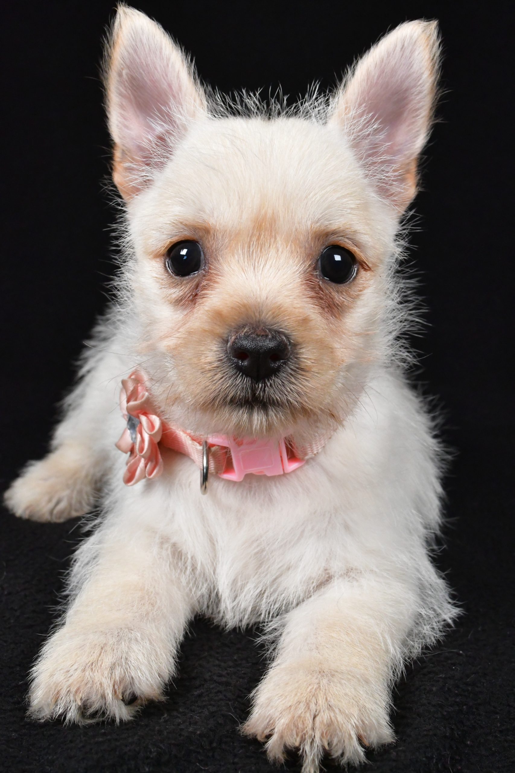 Miss Ava The Cairn Terrier - Image 5
