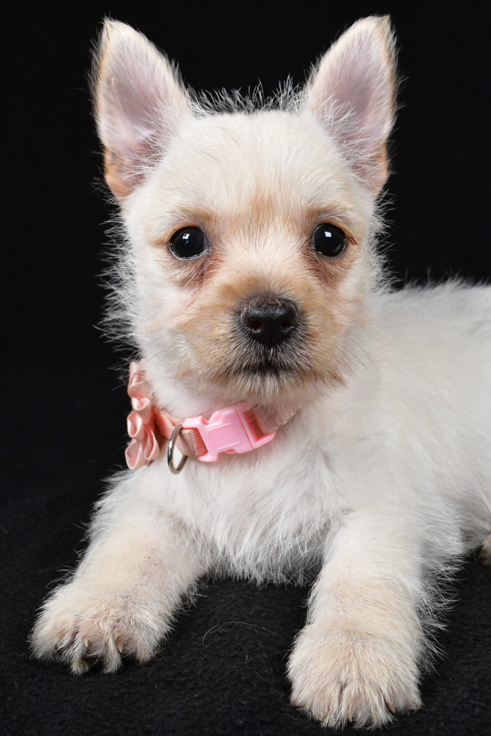 Miss Ava The Cairn Terrier - Image 4