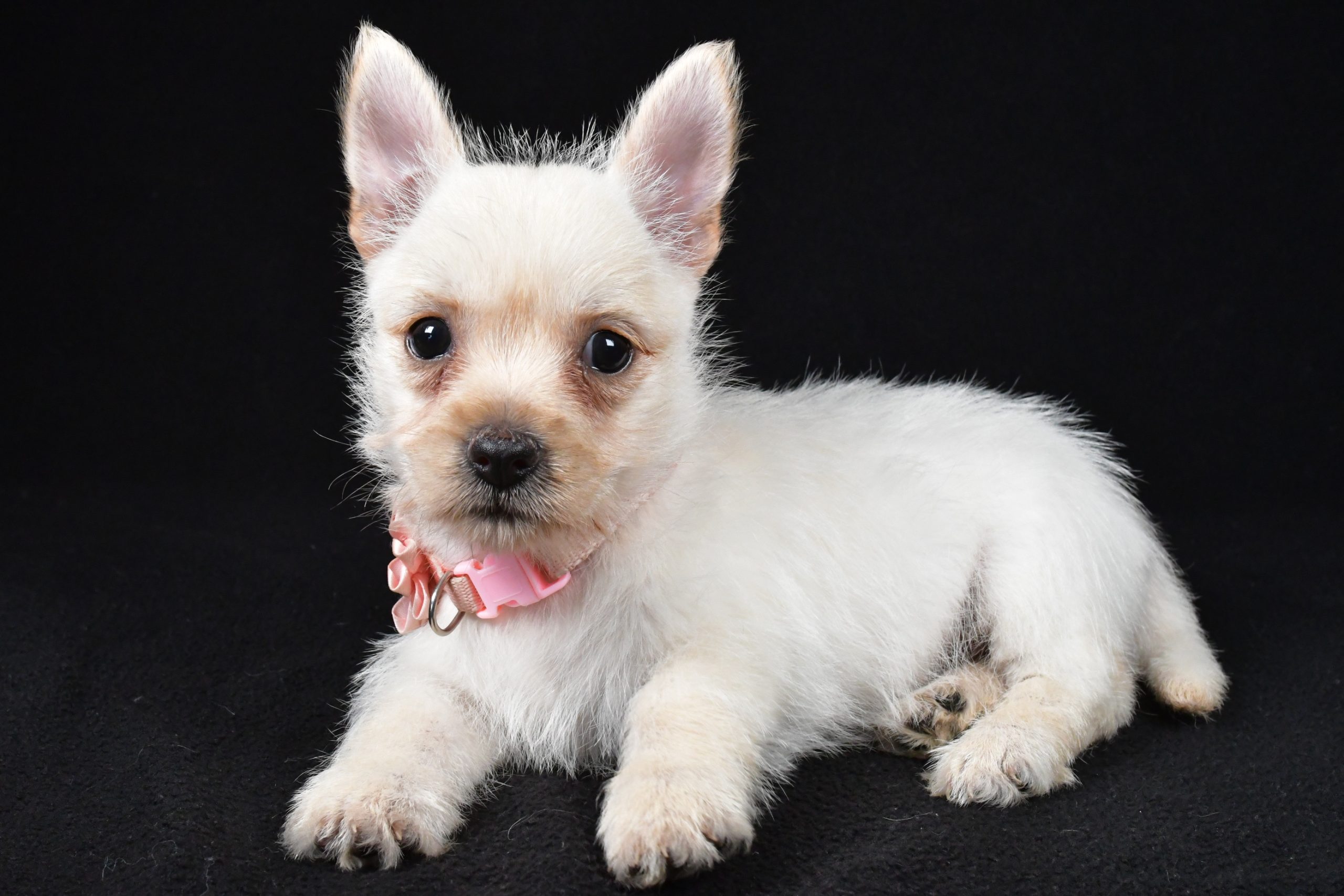 Miss Ava The Cairn Terrier - Image 8