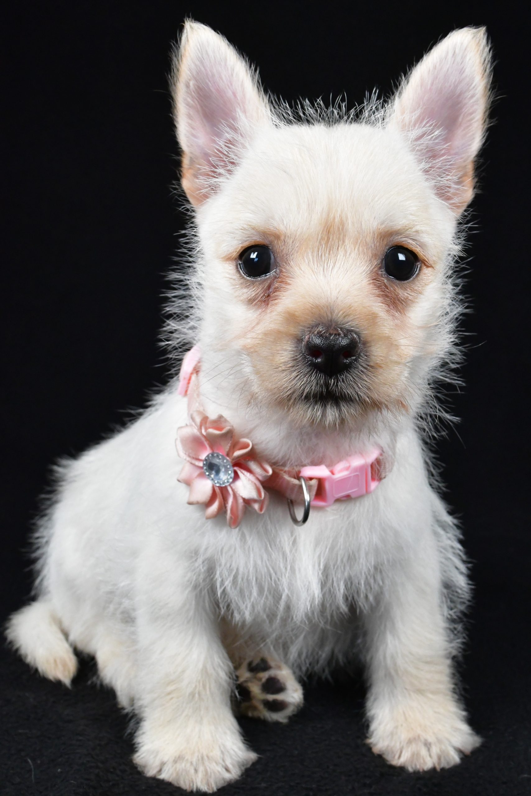 Miss Ava The Cairn Terrier - Image 3