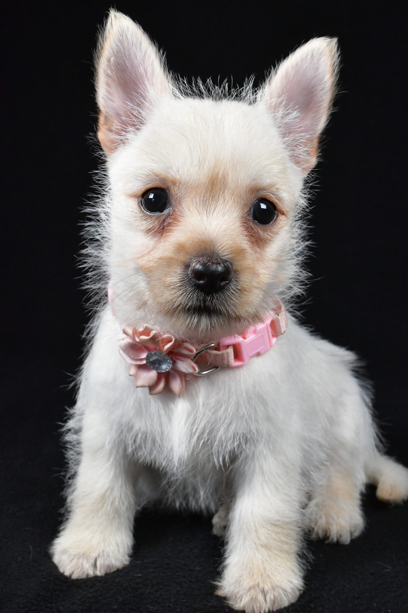 Miss Ava The Cairn Terrier
