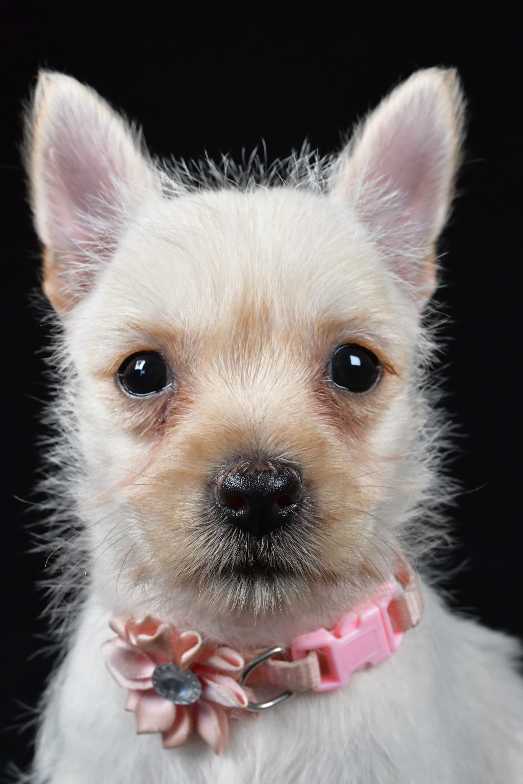 Miss Ava The Cairn Terrier - Image 2