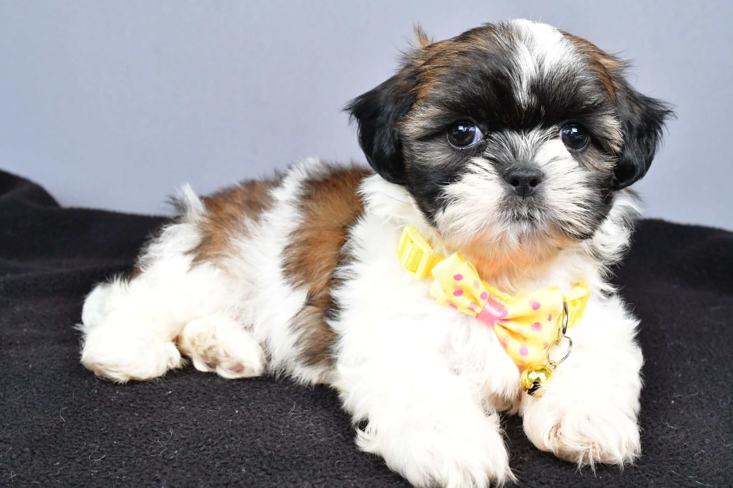 Mr. Markie The Shihtzu - Image 7
