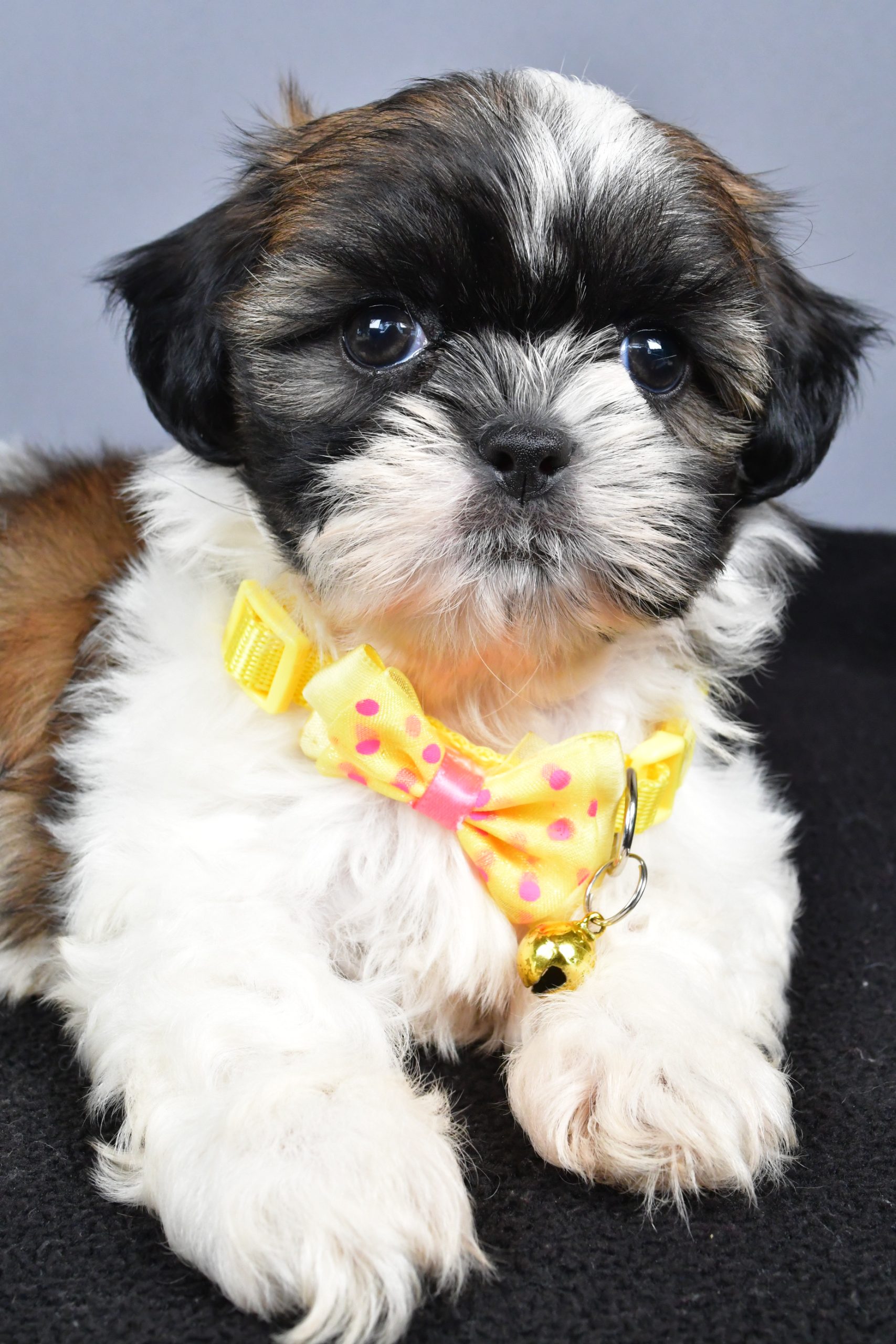 Mr. Markie The Shihtzu - Image 3