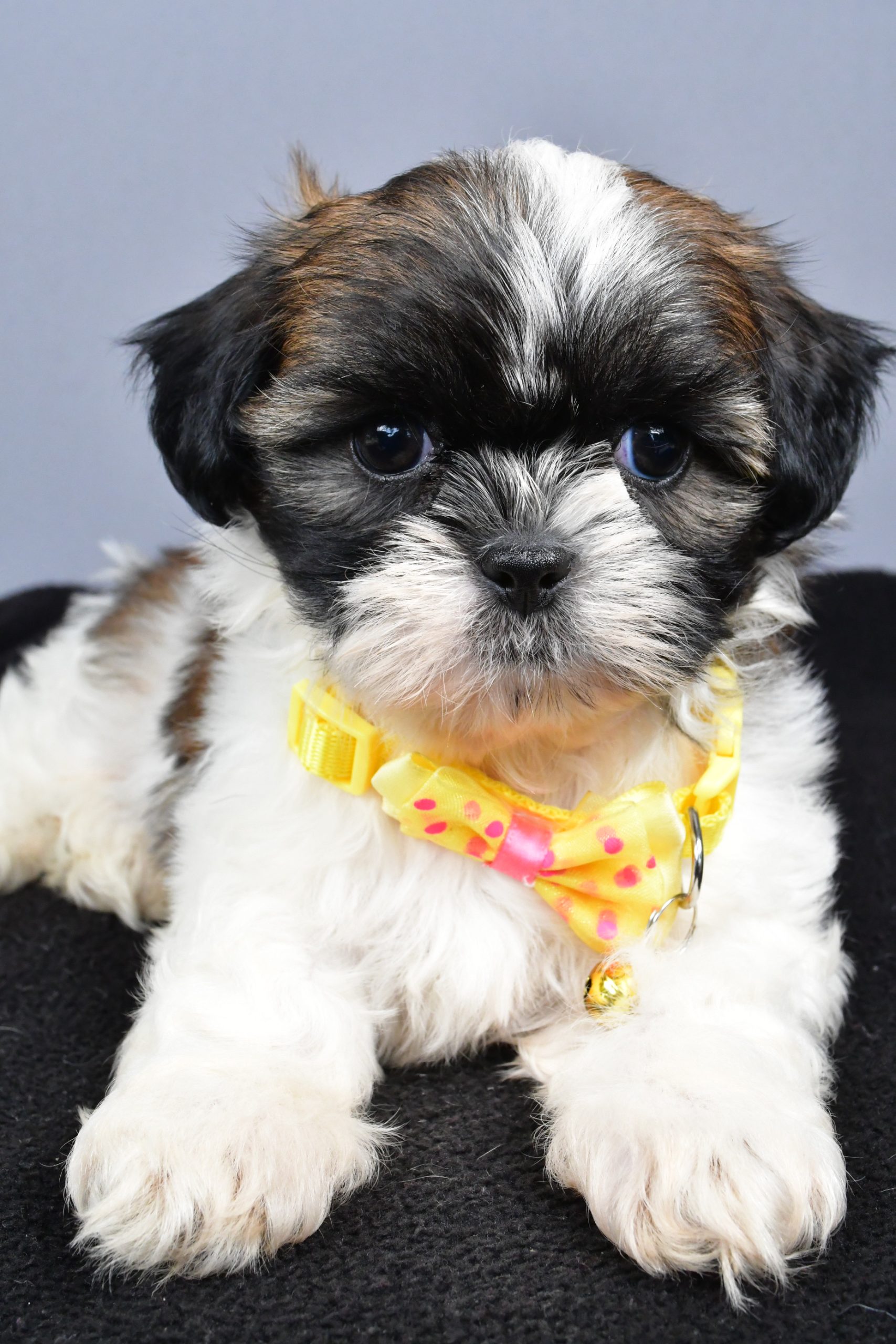 Mr. Markie The Shihtzu - Image 4
