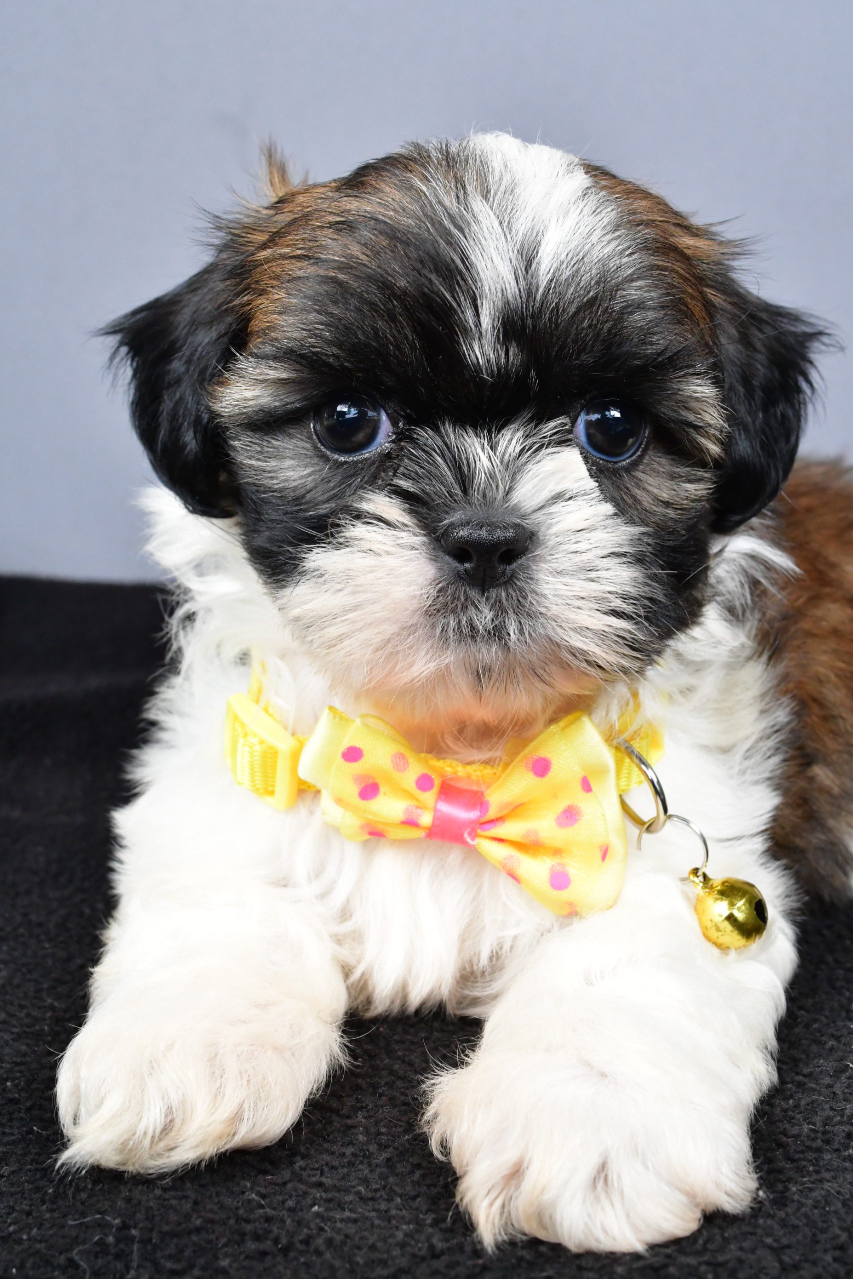 Mr. Markie The Shihtzu - Image 5