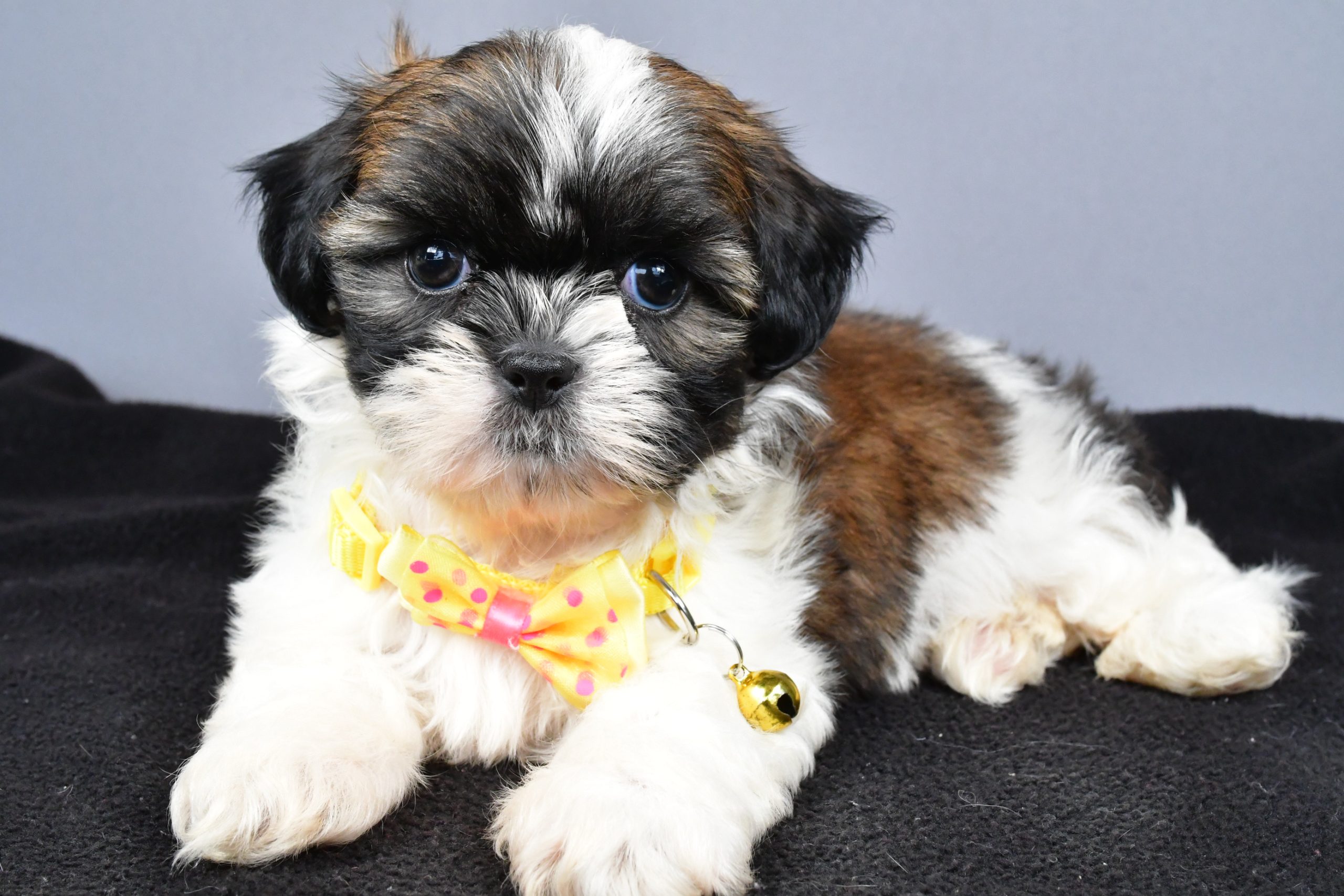 Mr. Markie The Shihtzu - Image 6