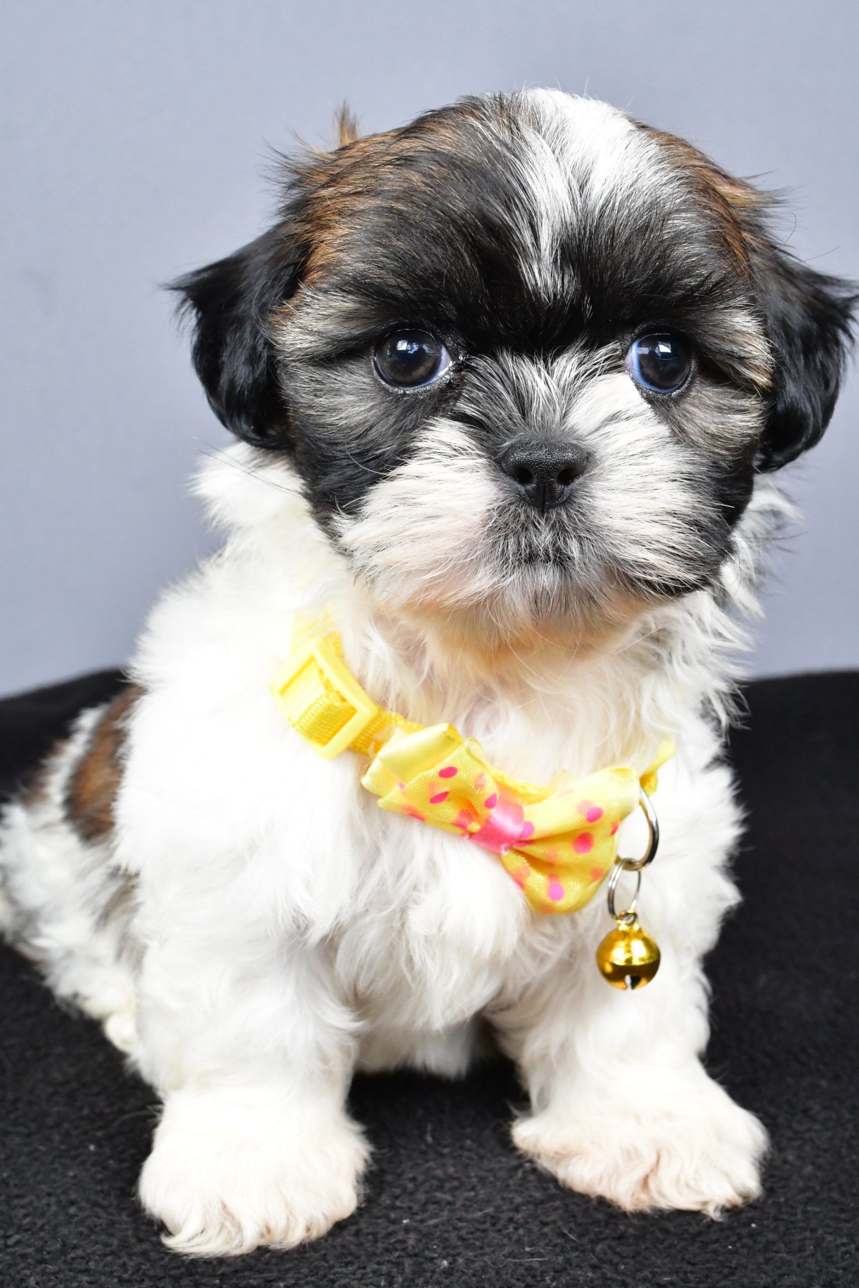 Mr. Markie The Shihtzu - Image 2