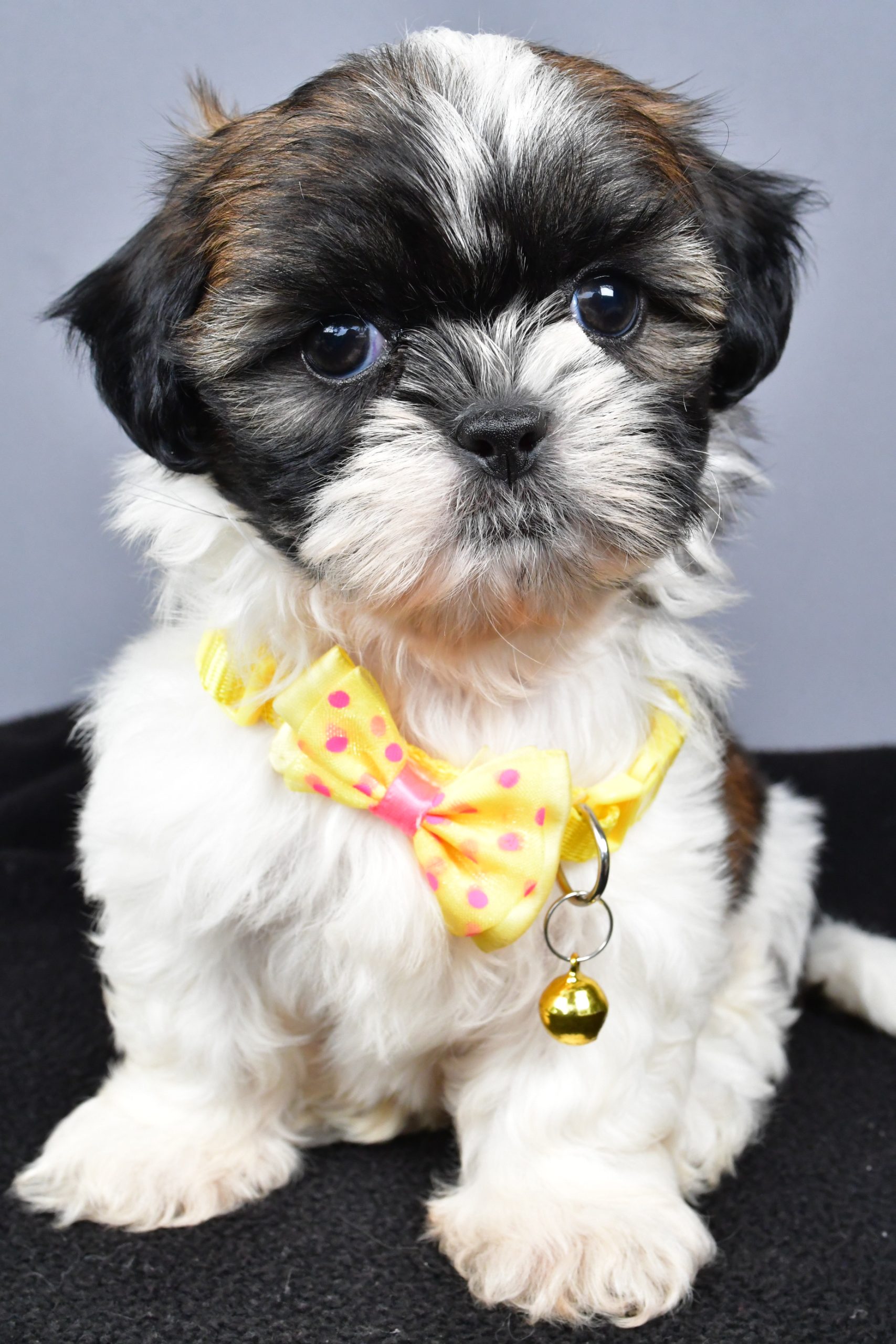 Mr. Markie The Shihtzu