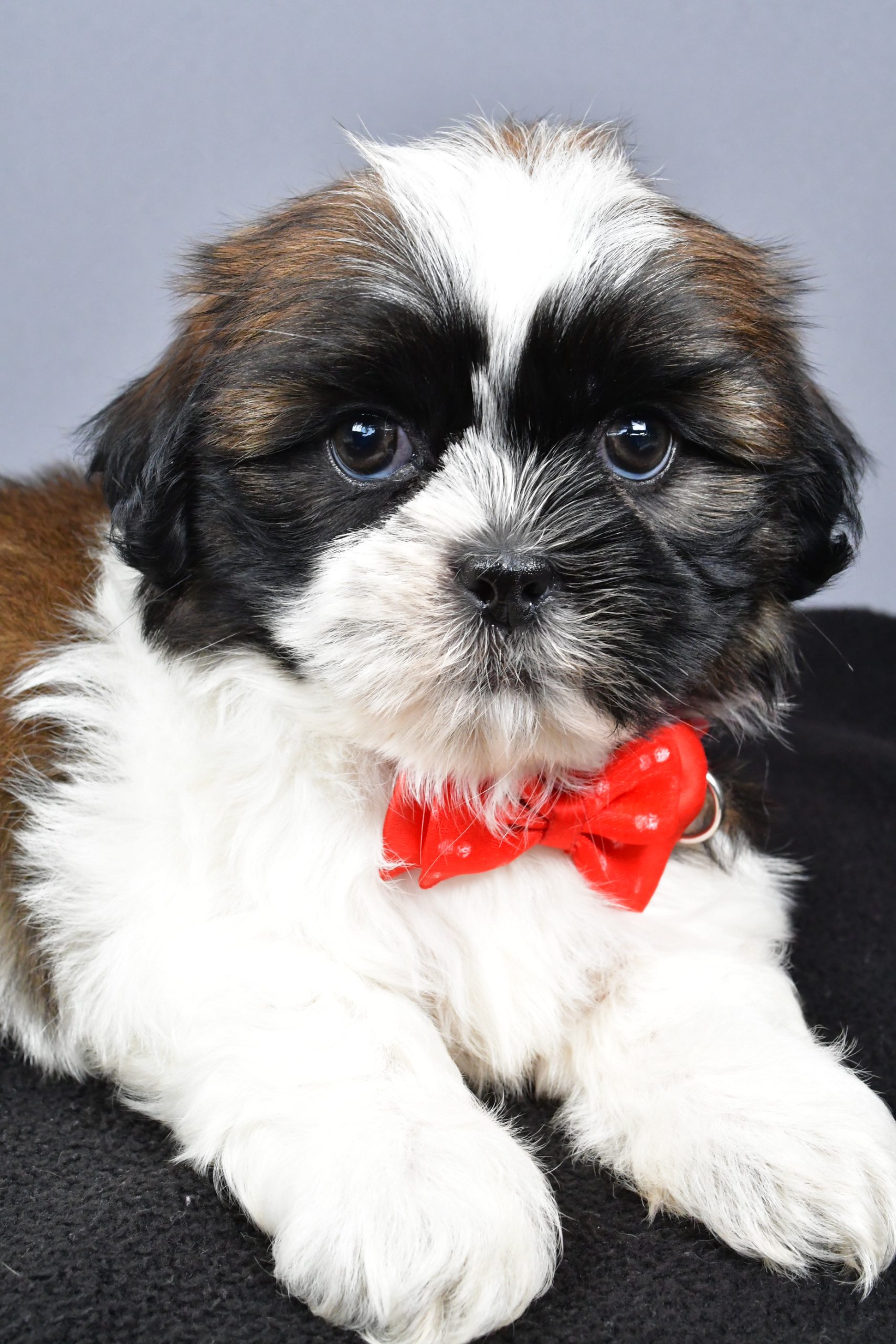Mr. Max The Shihtzu - Image 5