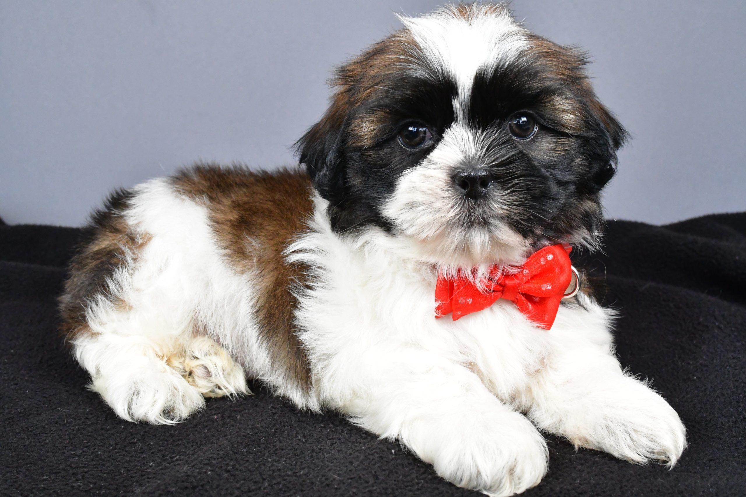 Mr. Max The Shihtzu - Image 6