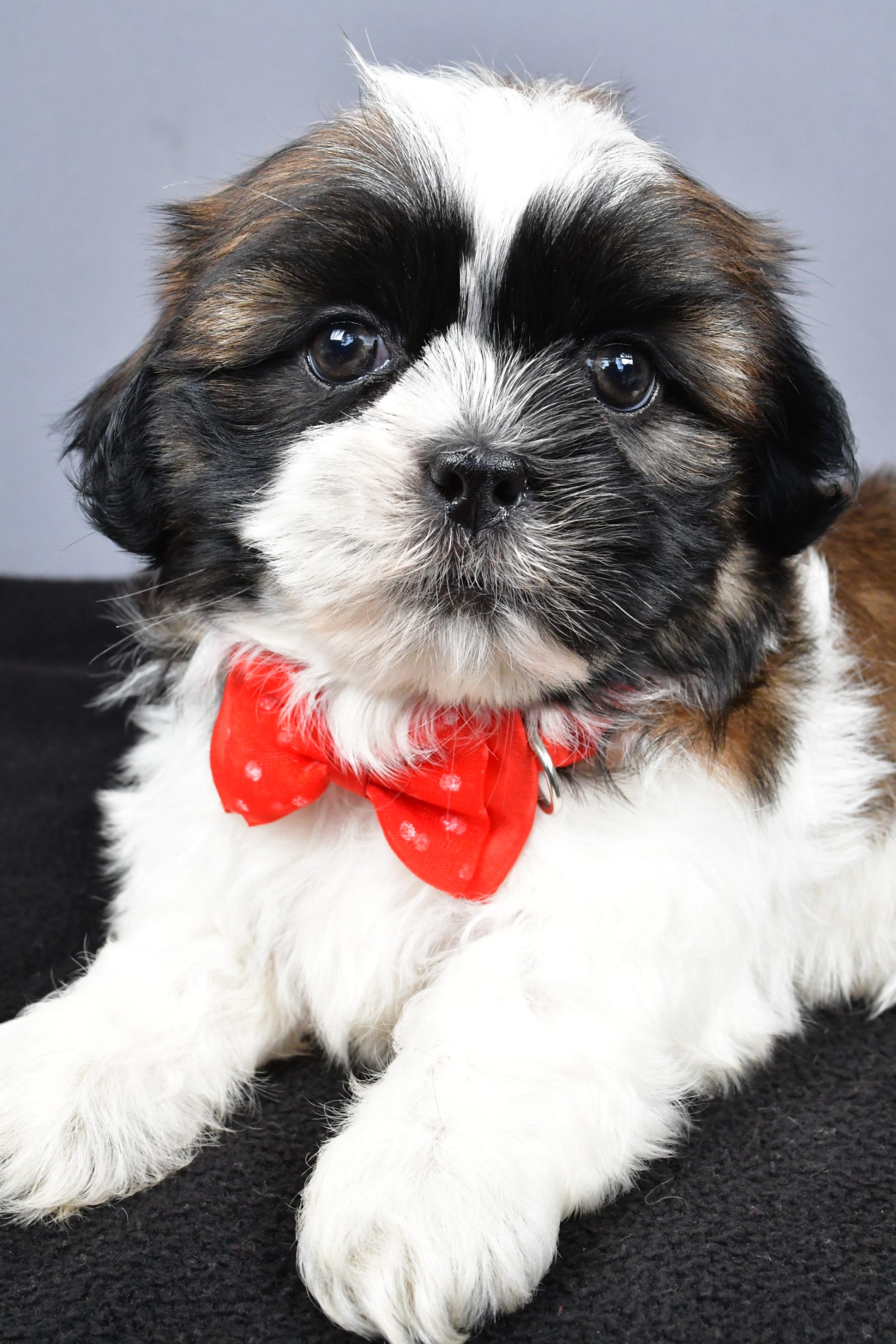 Mr. Max The Shihtzu - Image 4