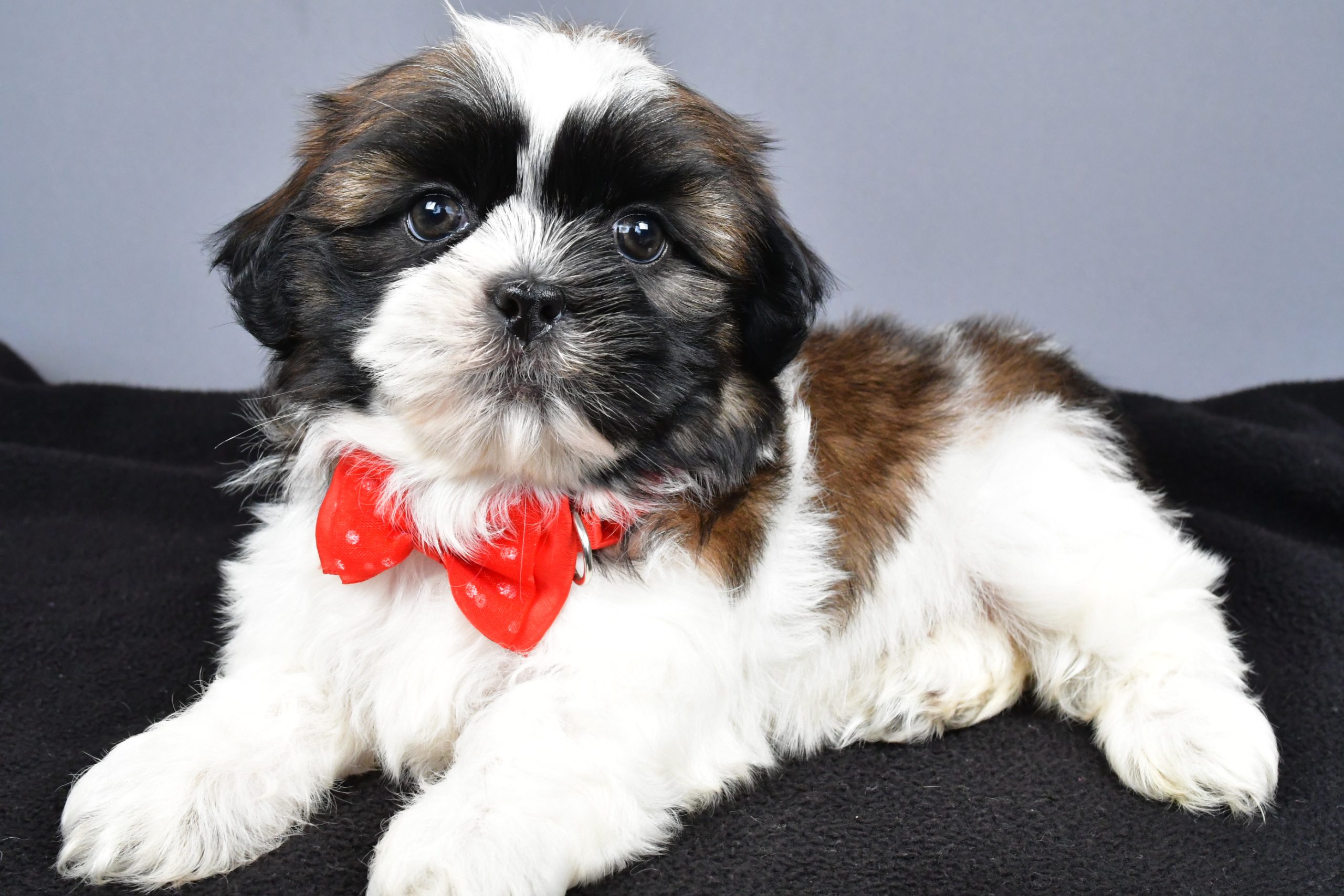 Mr. Max The Shihtzu - Image 7