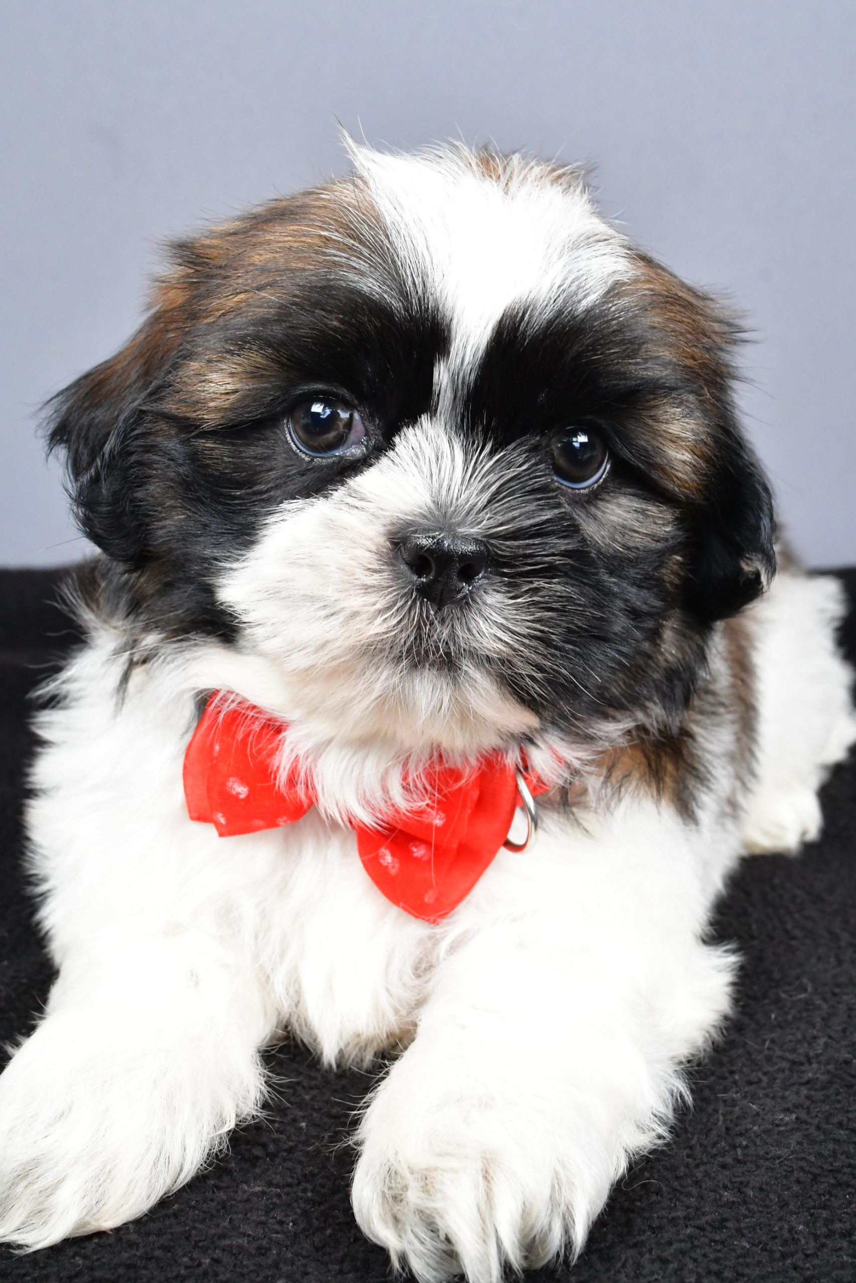 Mr. Max The Shihtzu - Image 3