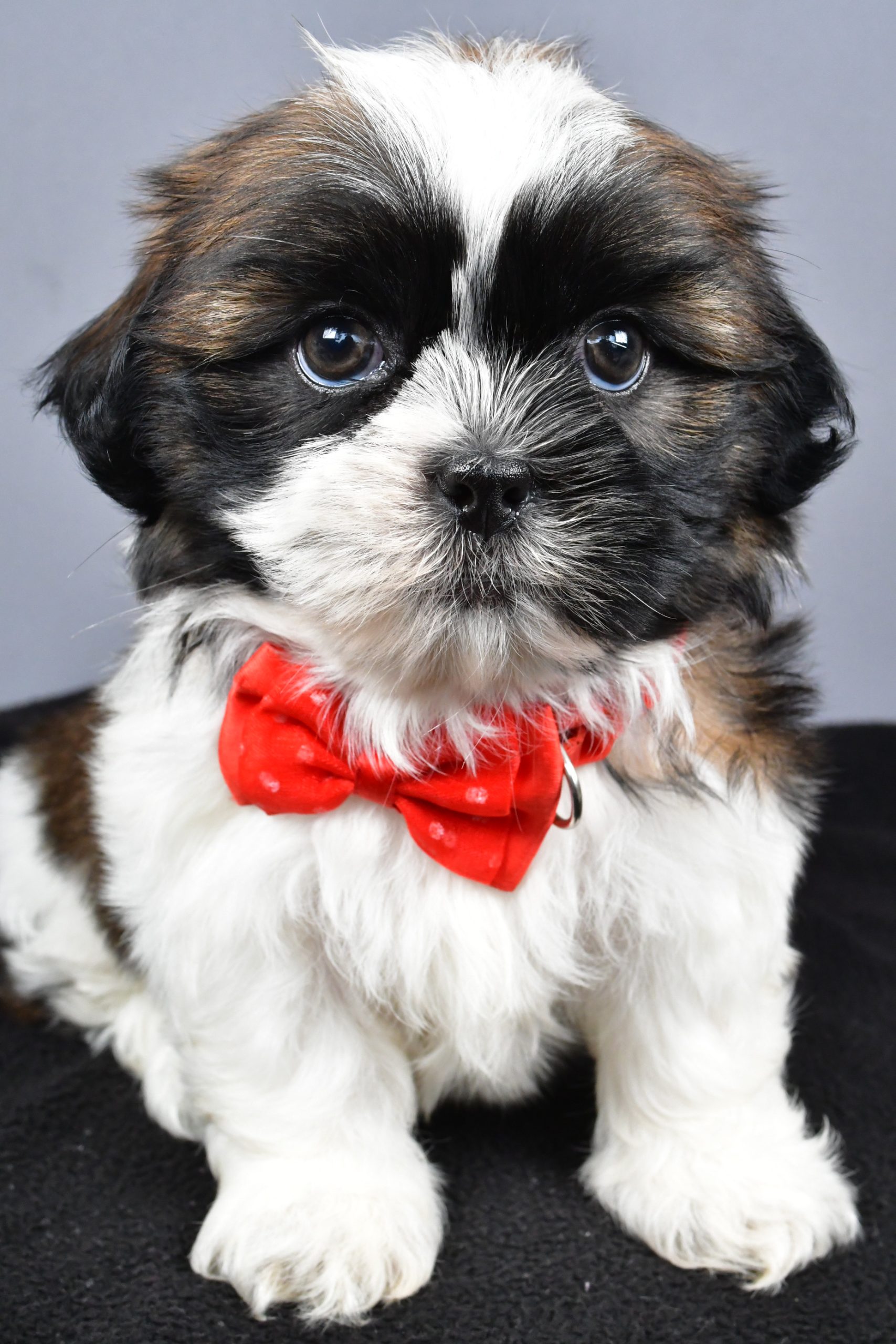 Mr. Max The Shihtzu