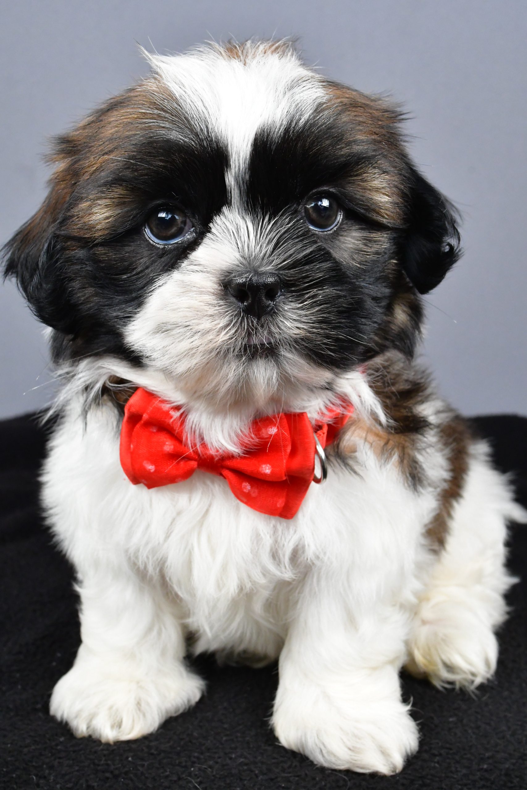 Mr. Max The Shihtzu - Image 2