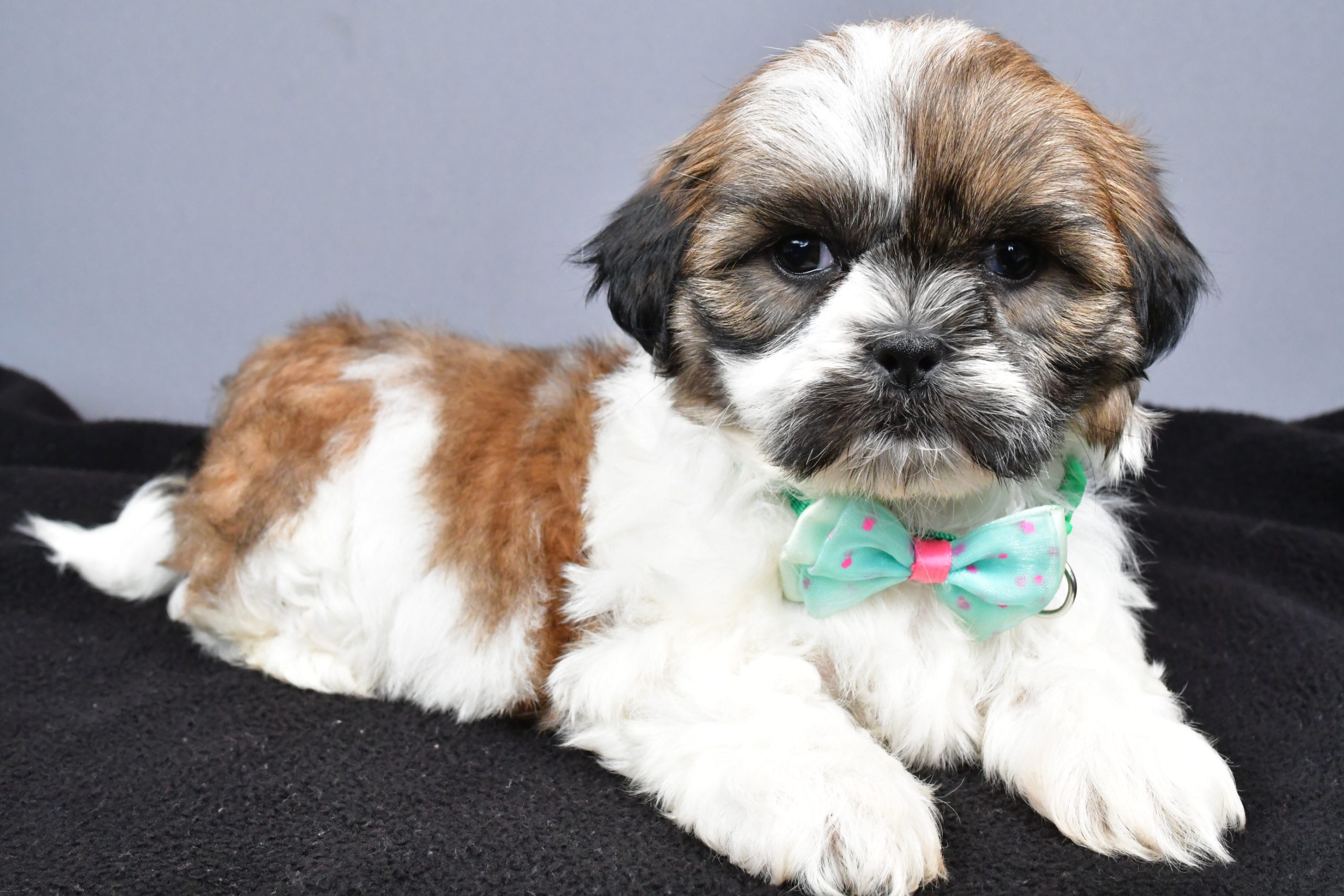 Mr. Miles The Shihtzu - Image 5