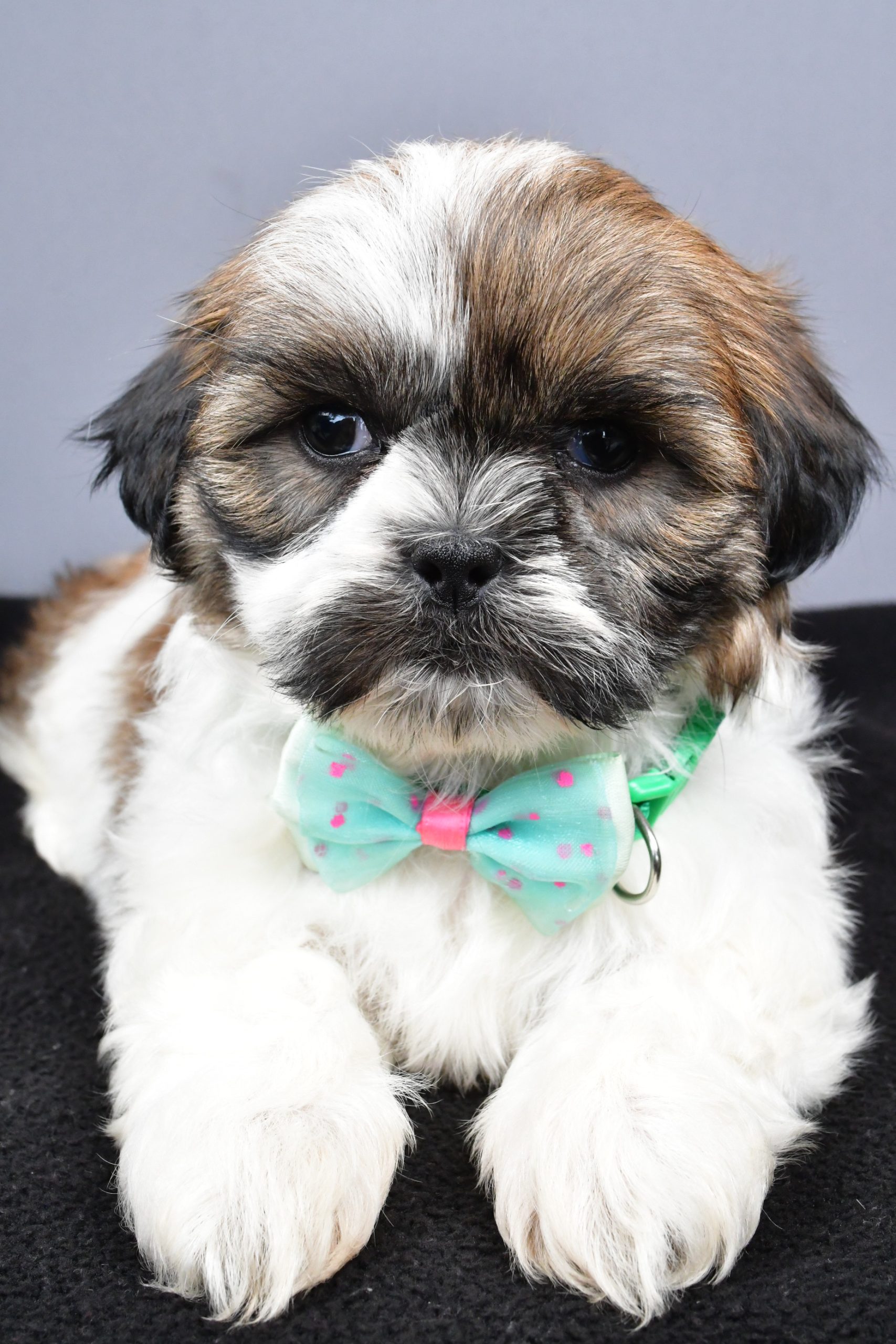 Mr. Miles The Shihtzu - Image 4