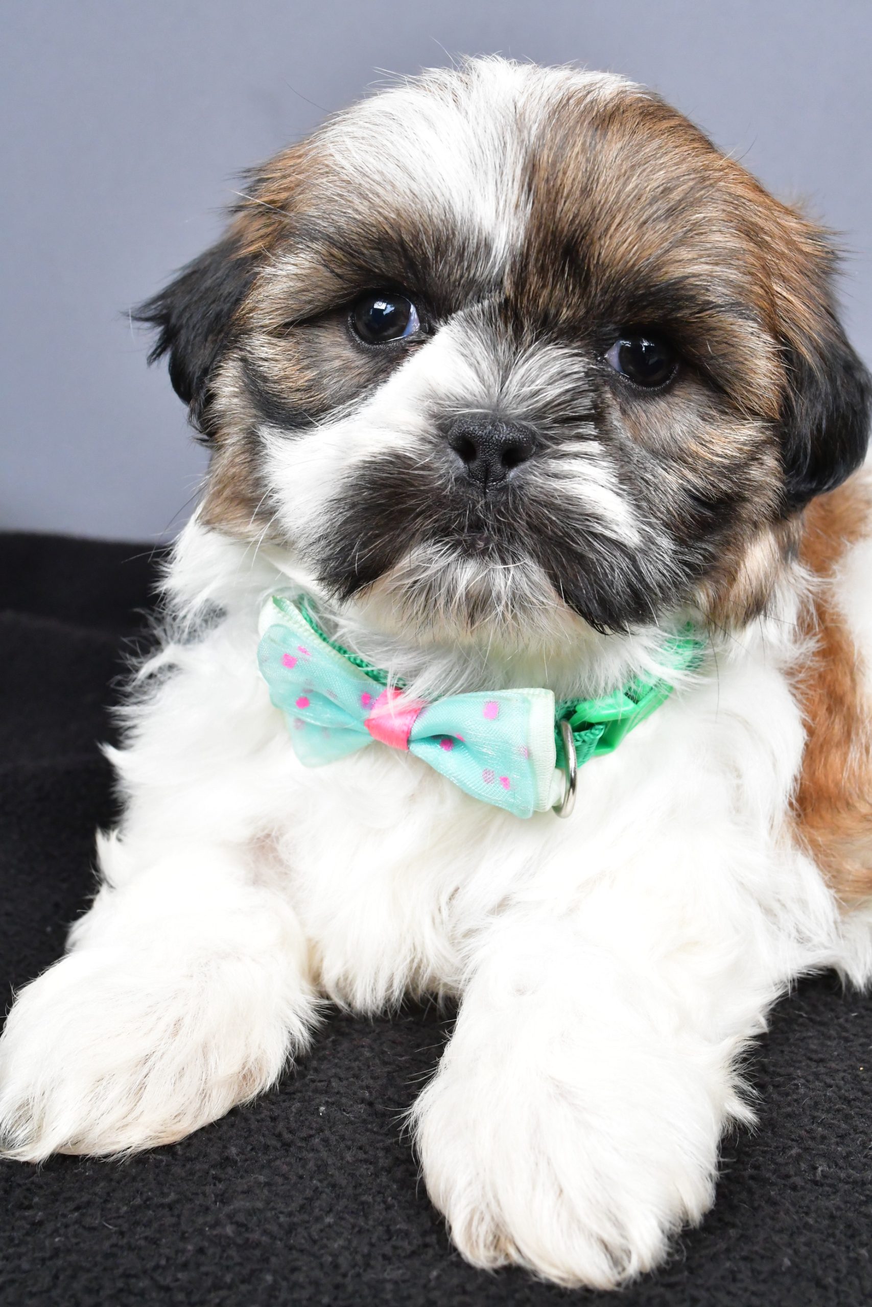 Mr. Miles The Shihtzu - Image 3
