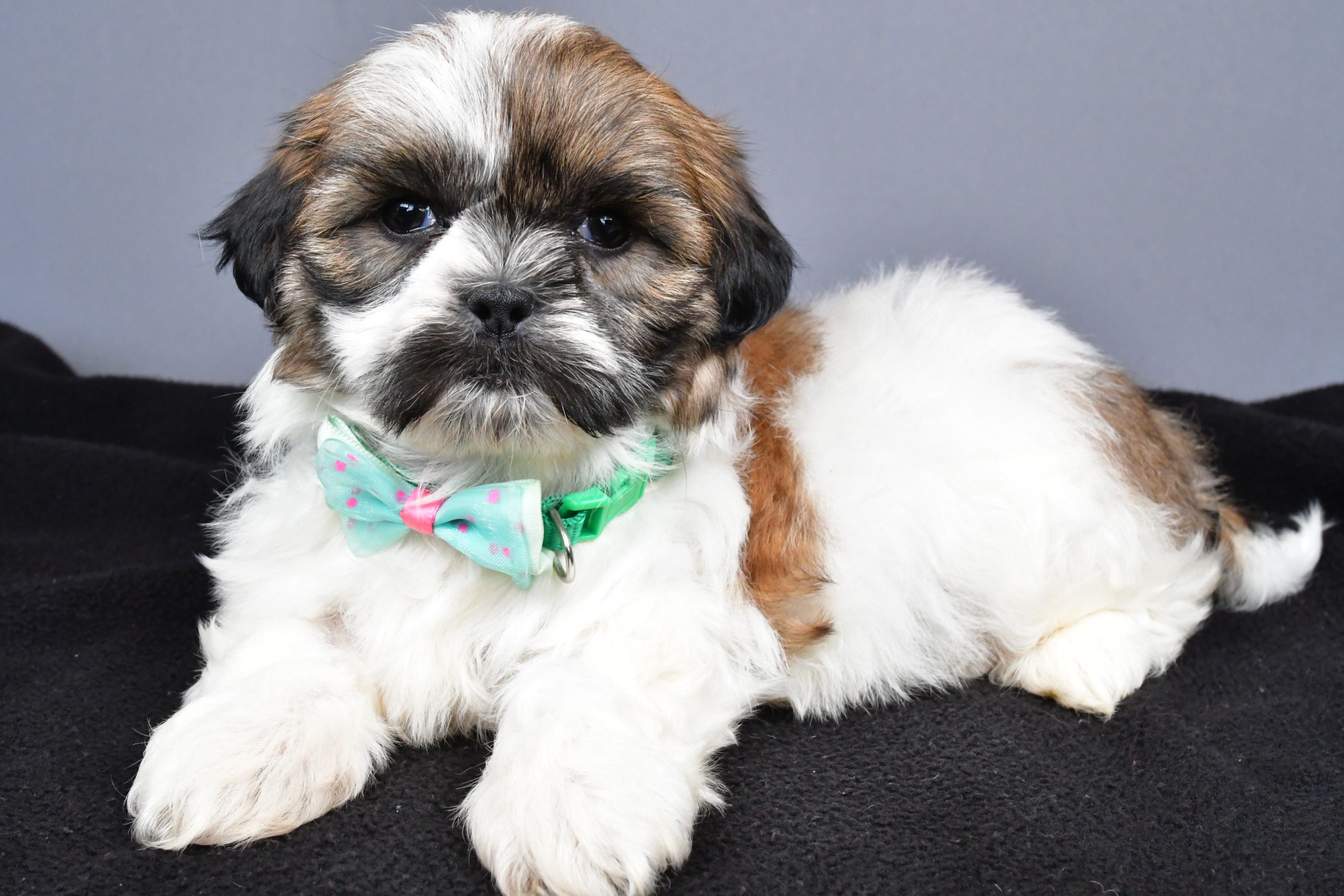 Mr. Miles The Shihtzu - Image 6