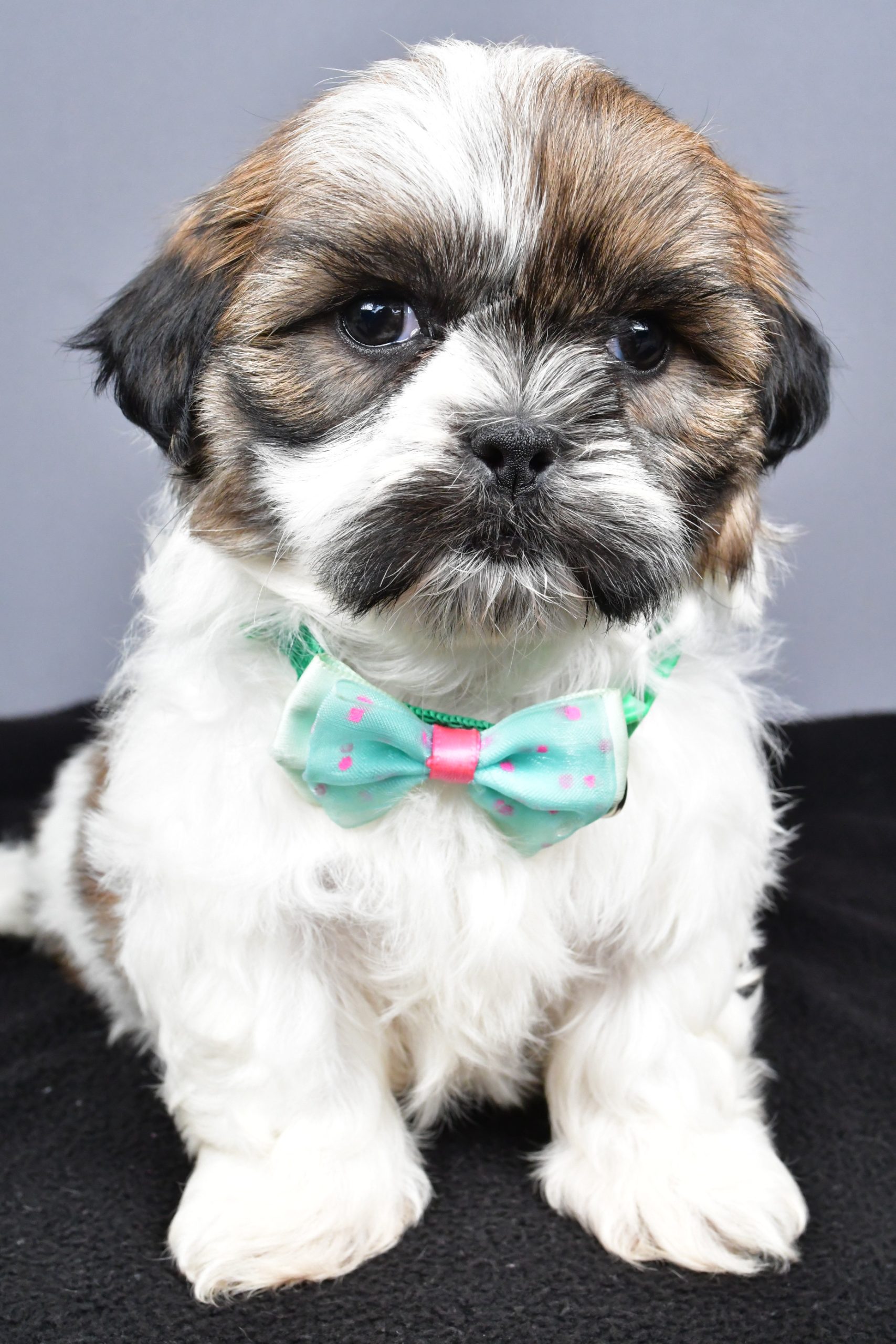 Mr. Miles The Shihtzu - Image 2