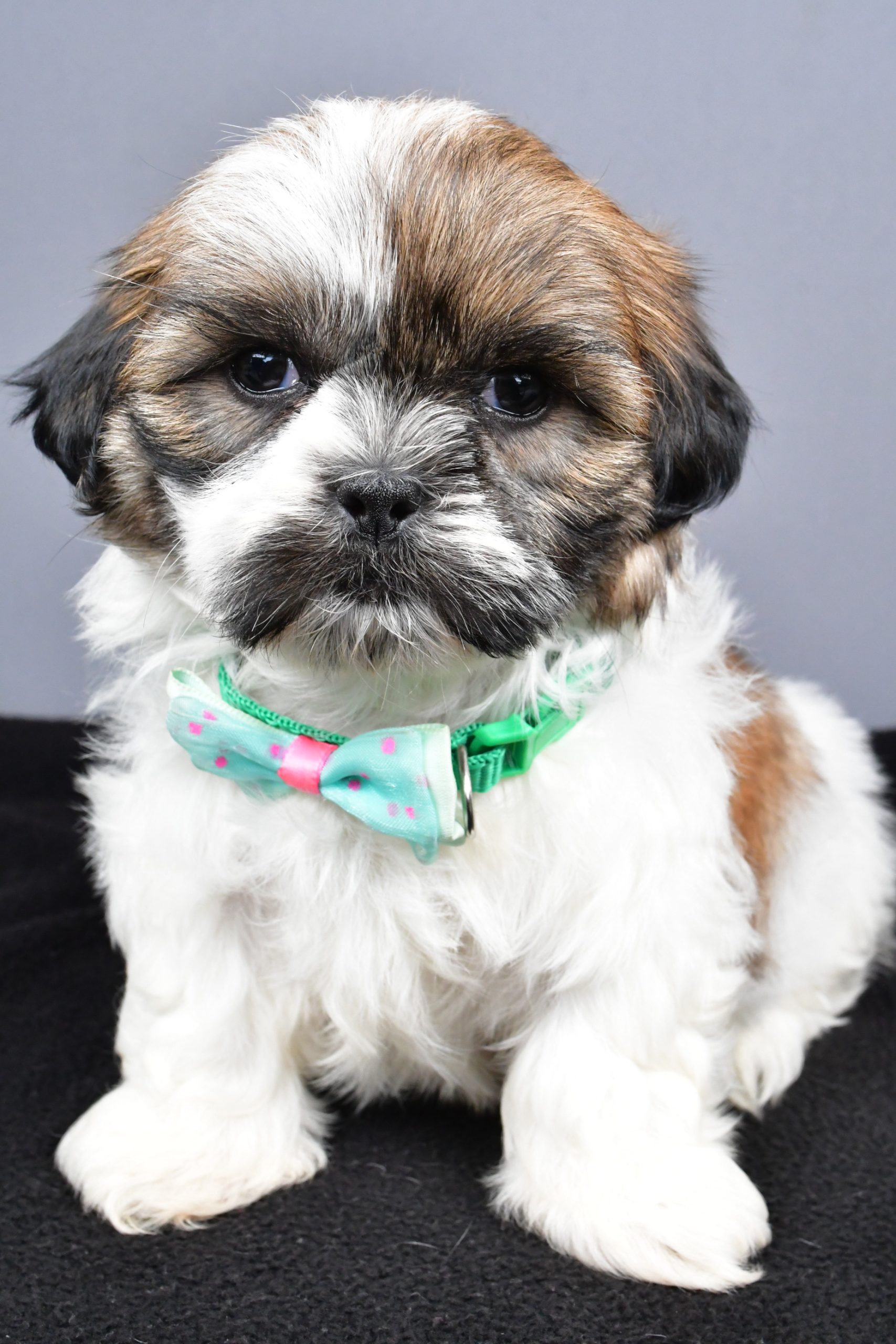 Mr. Miles The Shihtzu