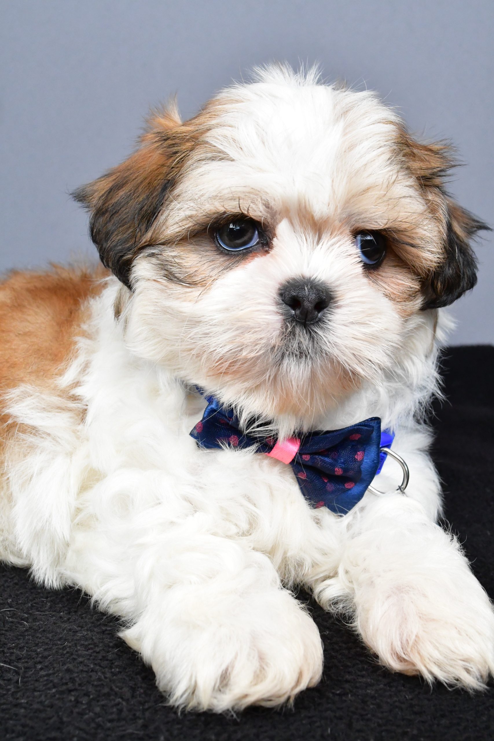Mr. Manny The Shihtzu - Image 5