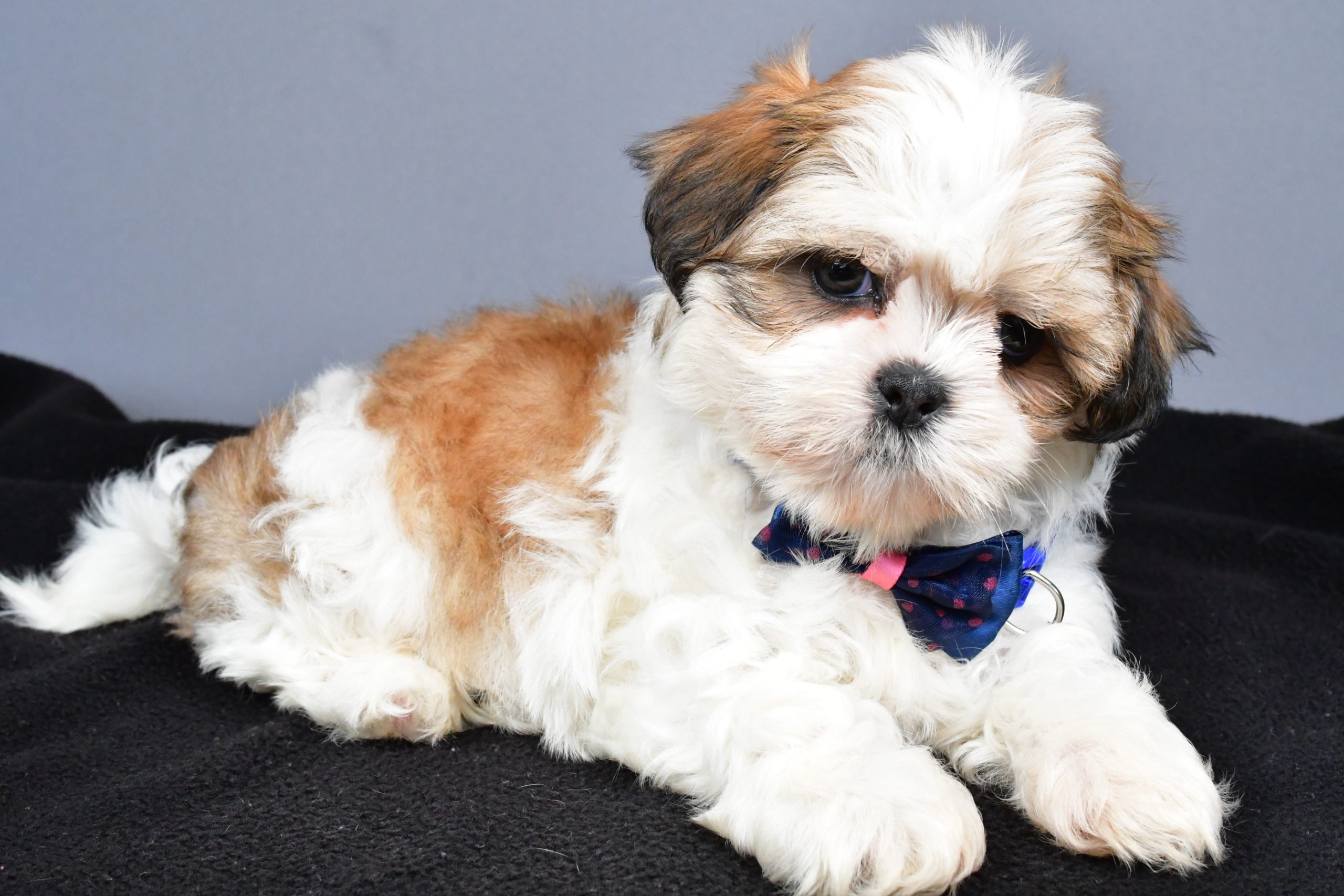 Mr. Manny The Shihtzu - Image 6