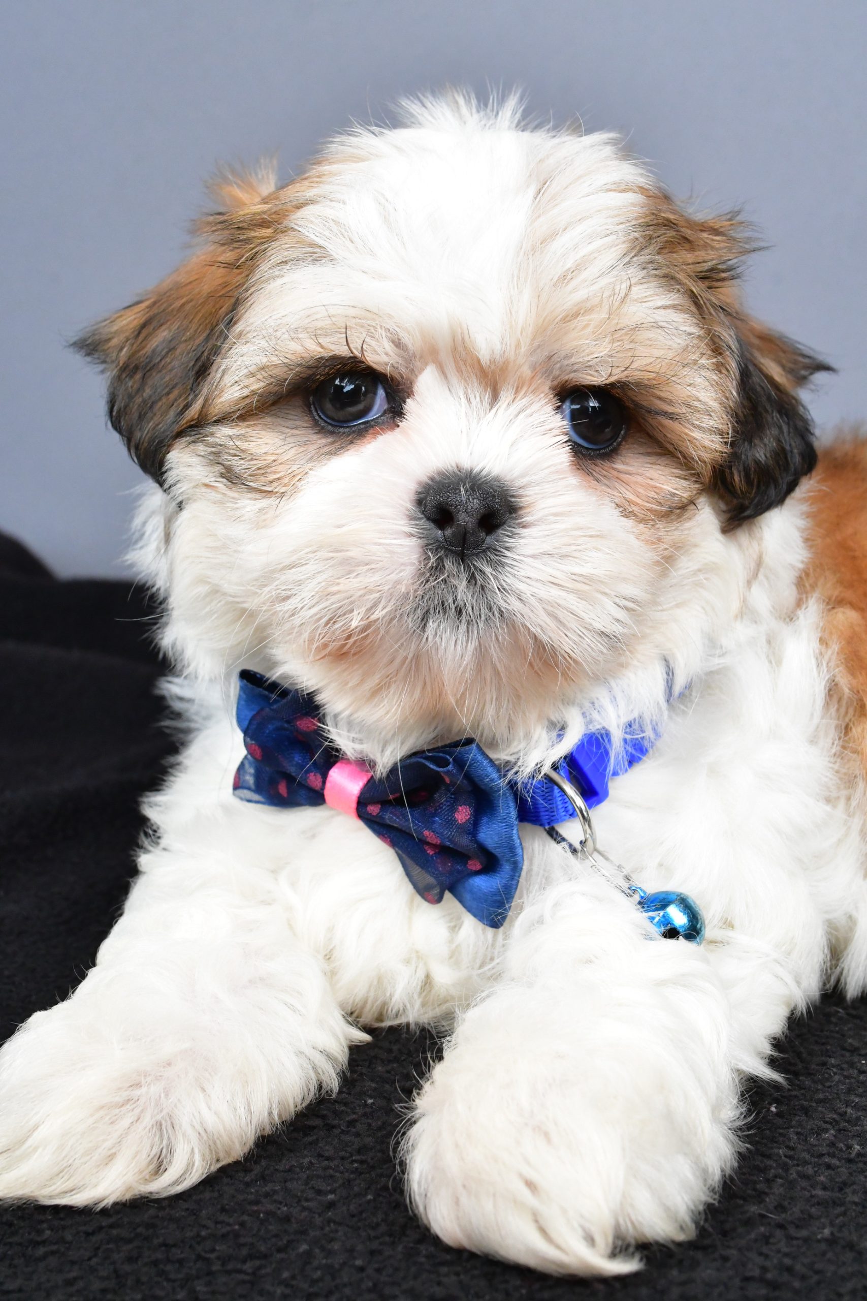 Mr. Manny The Shihtzu - Image 3