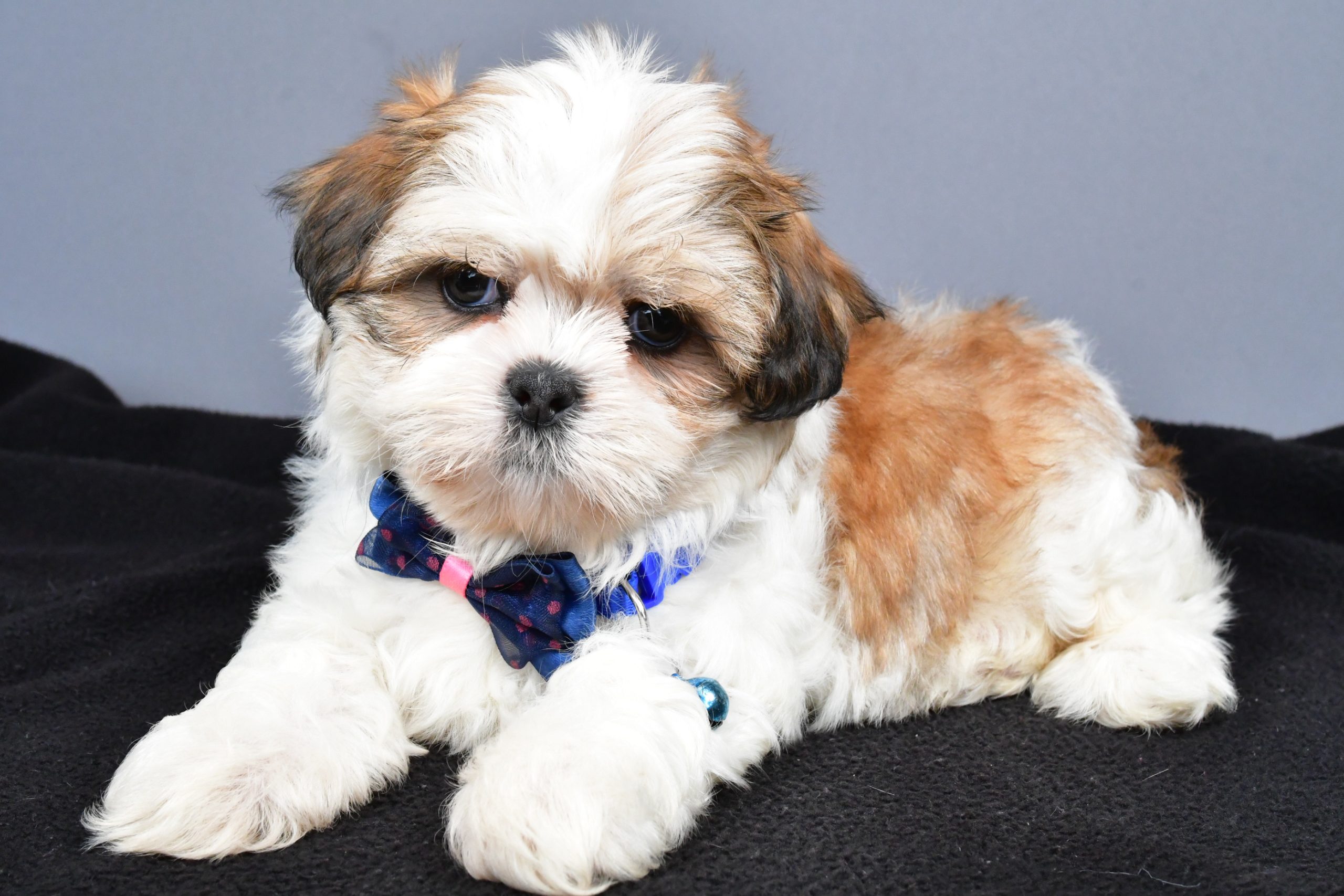 Mr. Manny The Shihtzu - Image 7