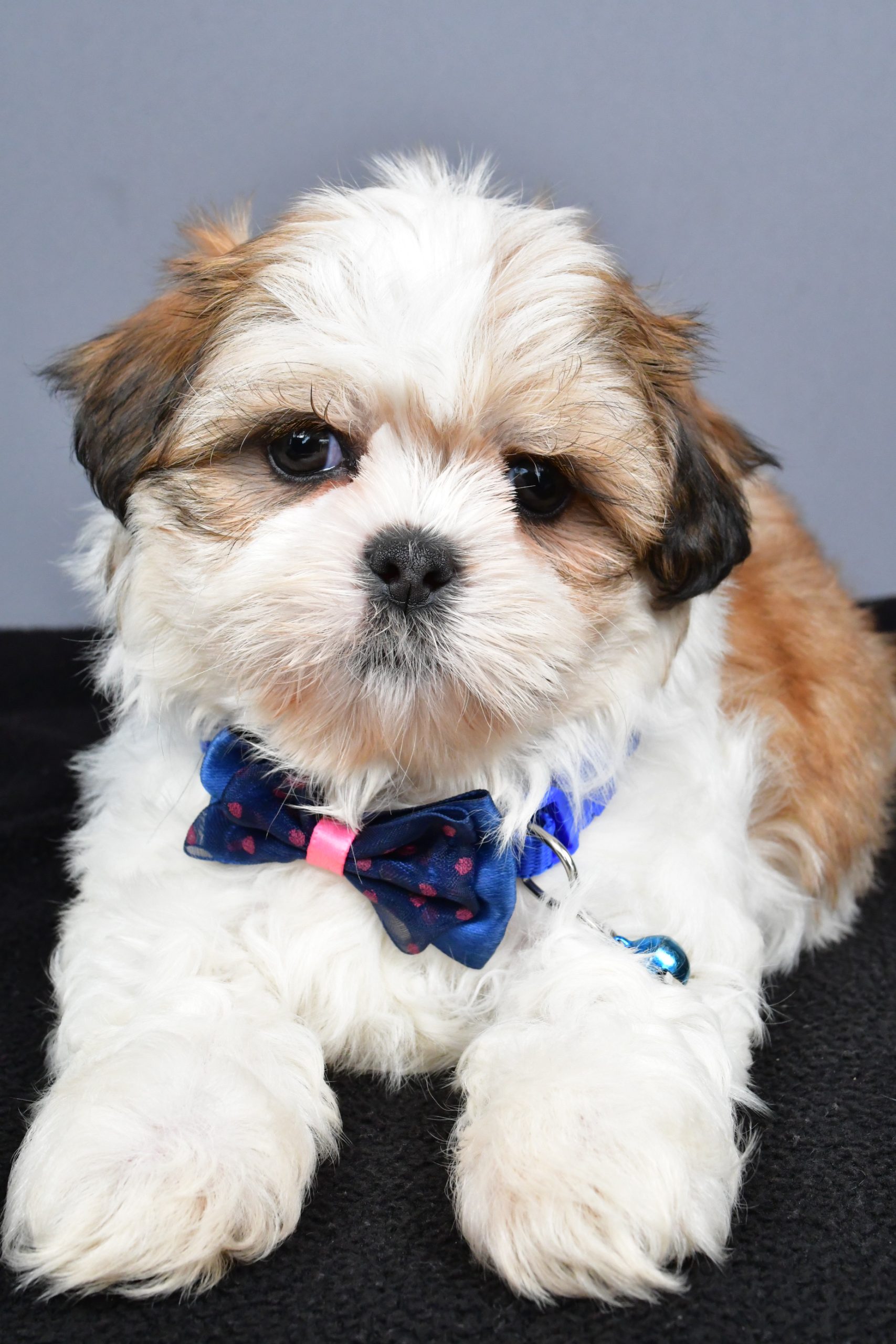 Mr. Manny The Shihtzu - Image 4
