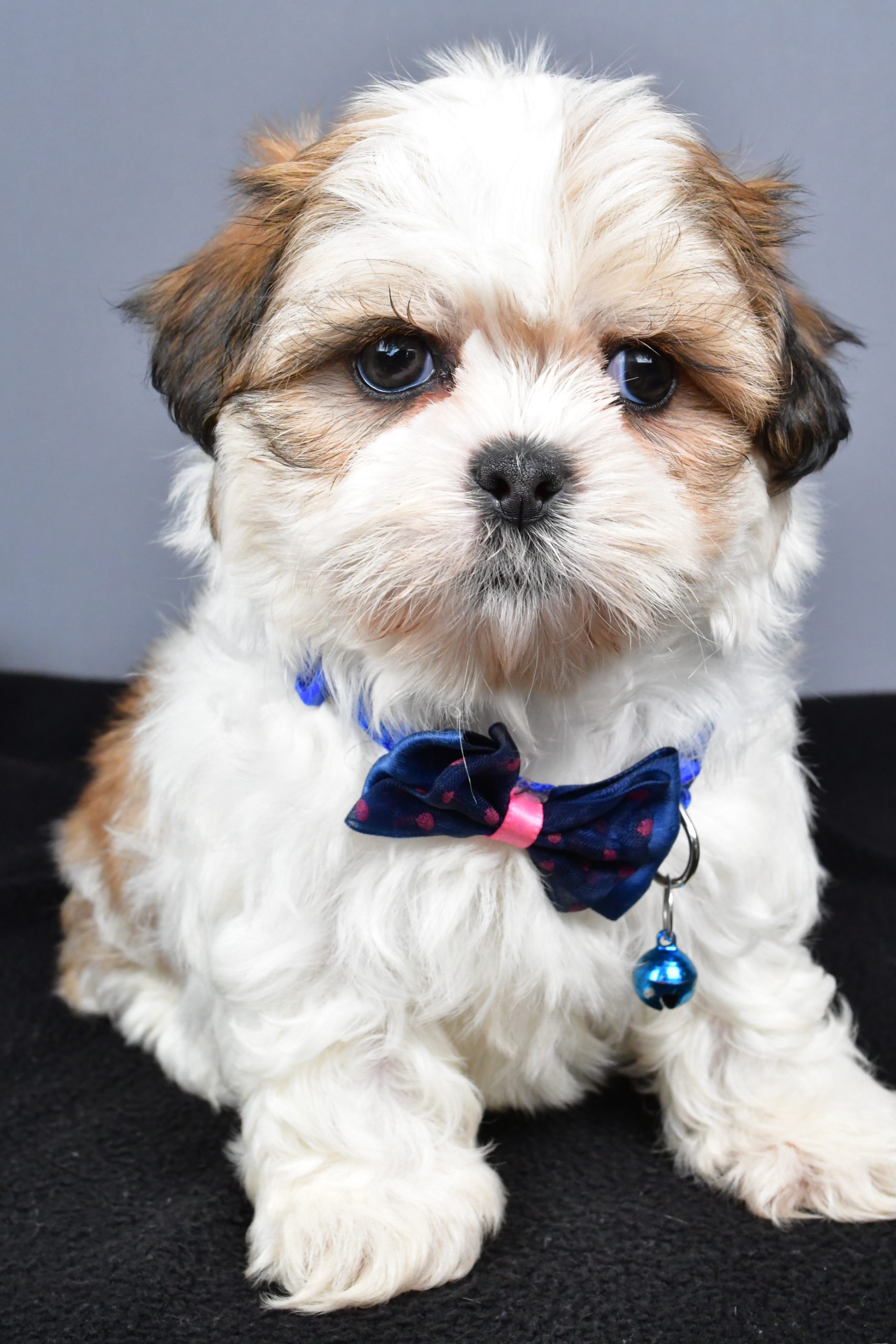 Mr. Manny The Shihtzu - Image 2