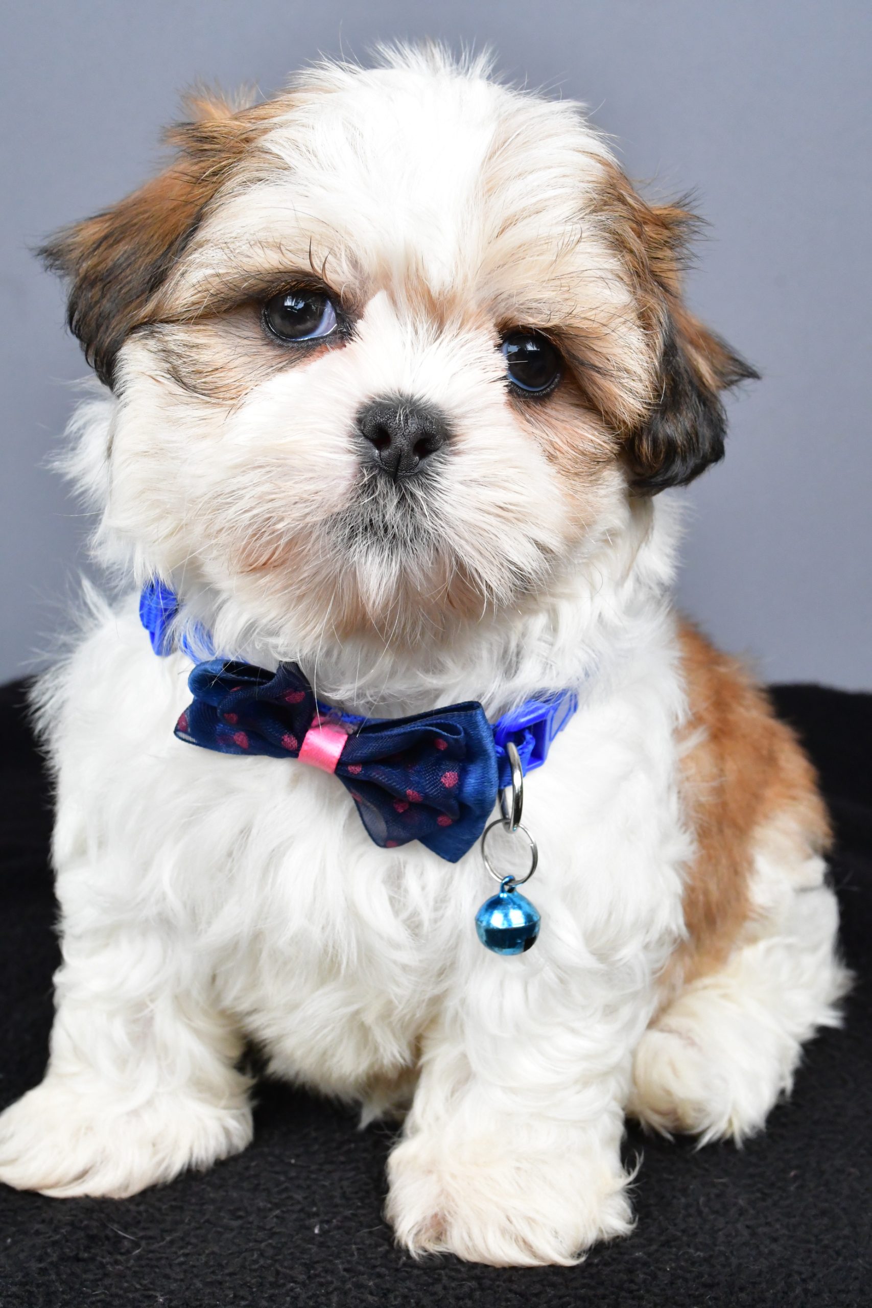 Mr. Manny The Shihtzu