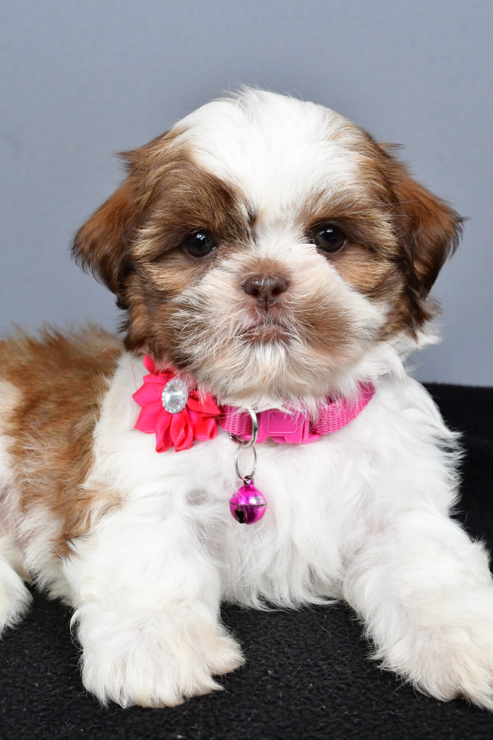 Mr. Hope The Shihtzu - Image 3