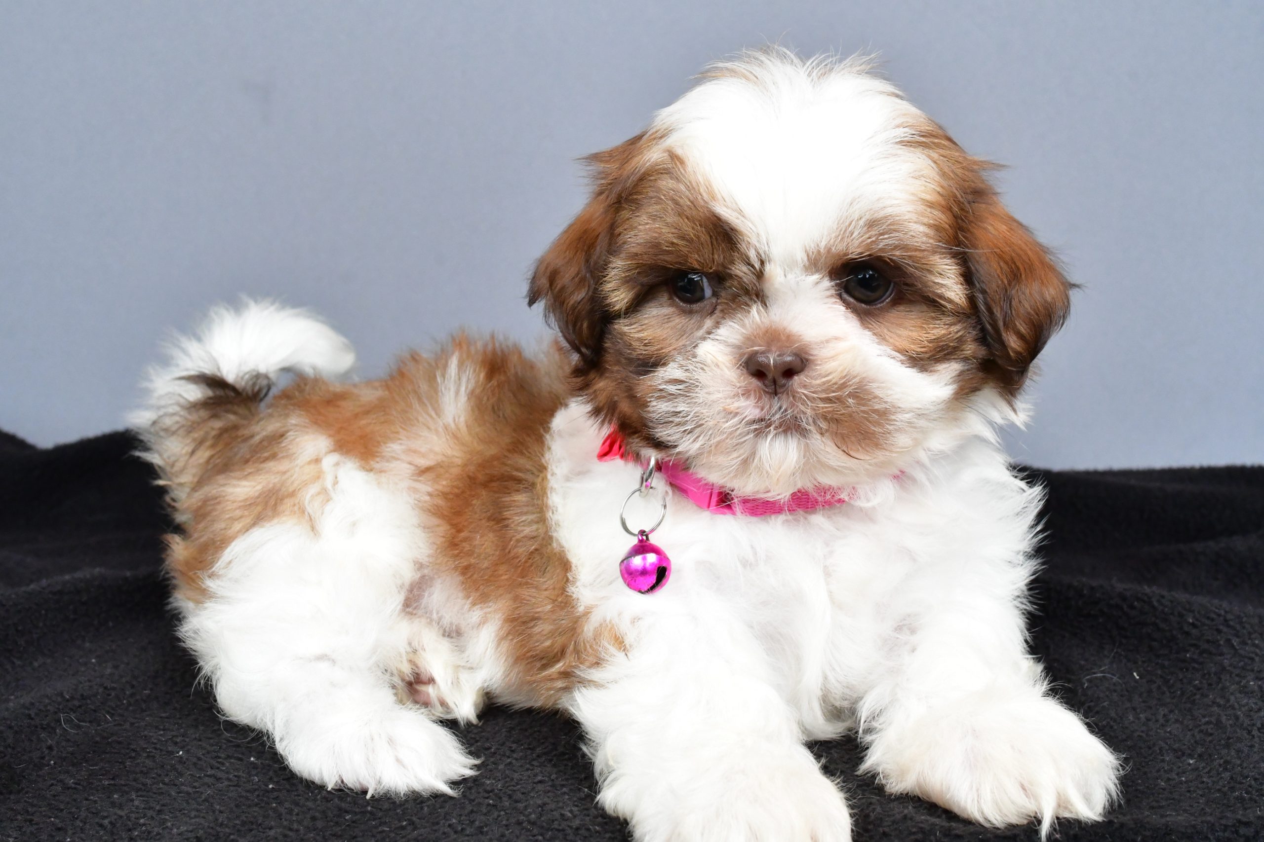 Mr. Hope The Shihtzu - Image 6