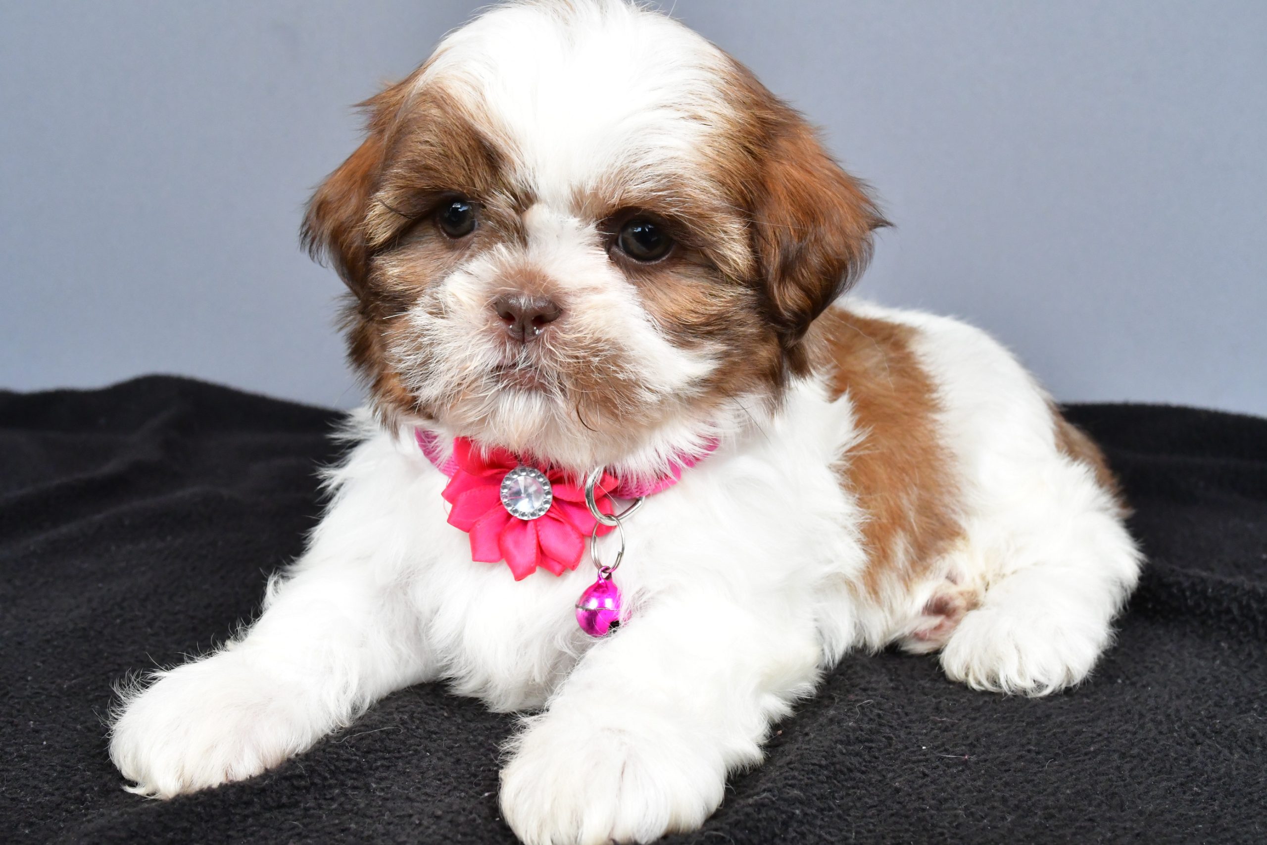Mr. Hope The Shihtzu - Image 7