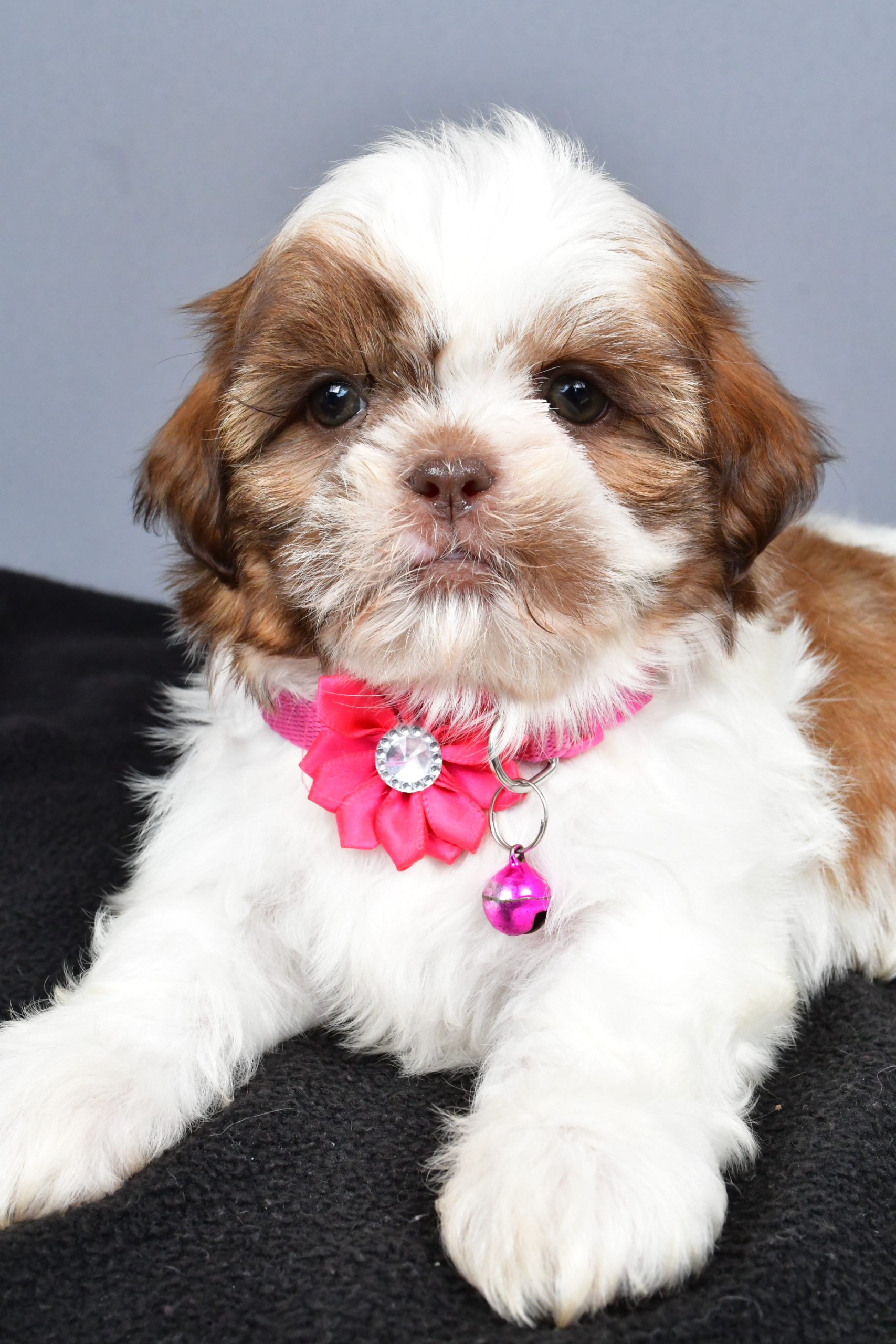 Mr. Hope The Shihtzu - Image 4