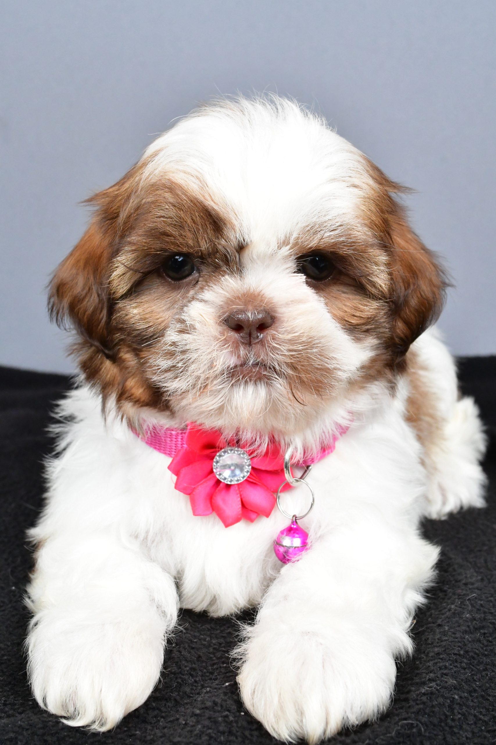 Mr. Hope The Shihtzu - Image 5