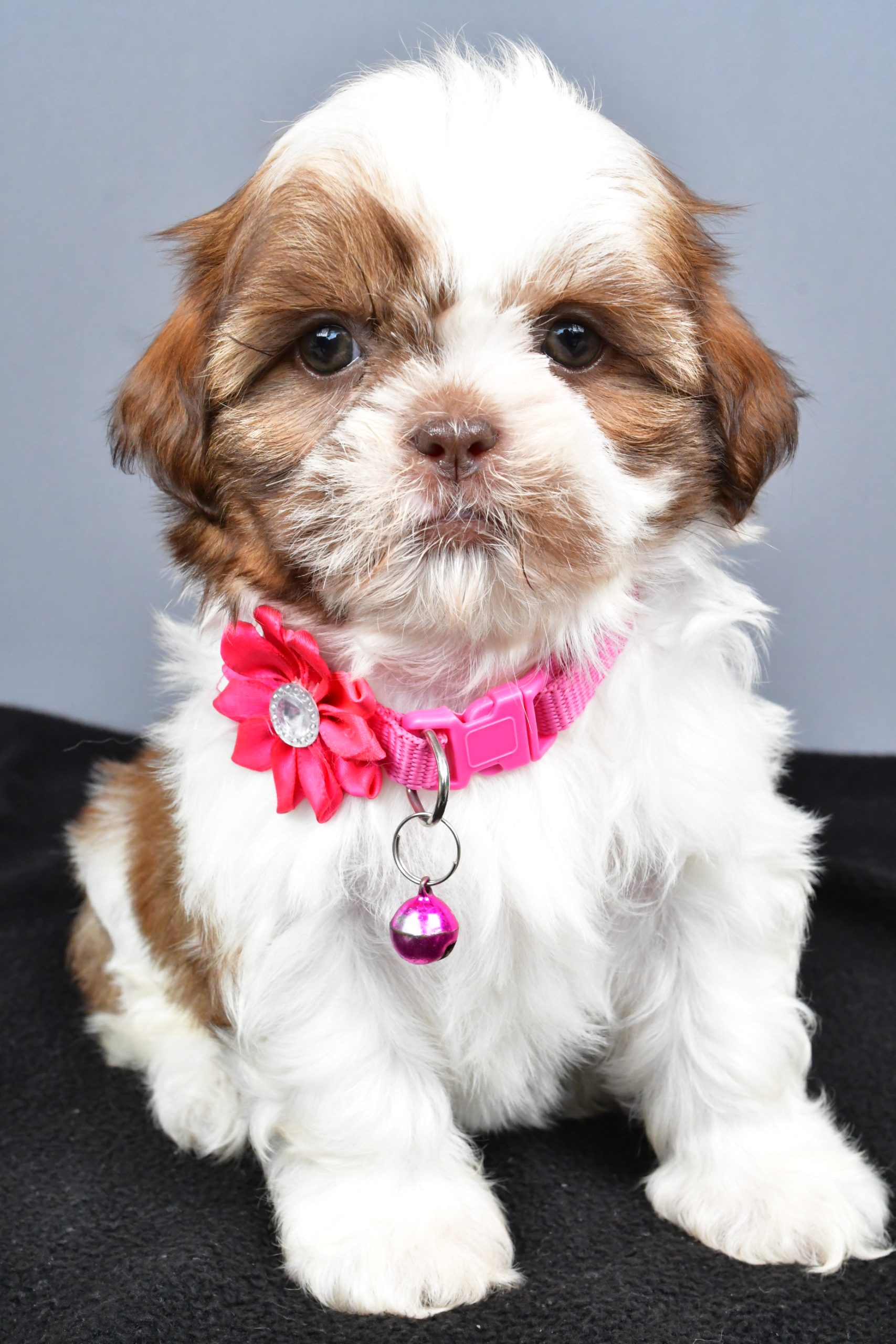 Mr. Hope The Shihtzu - Image 2