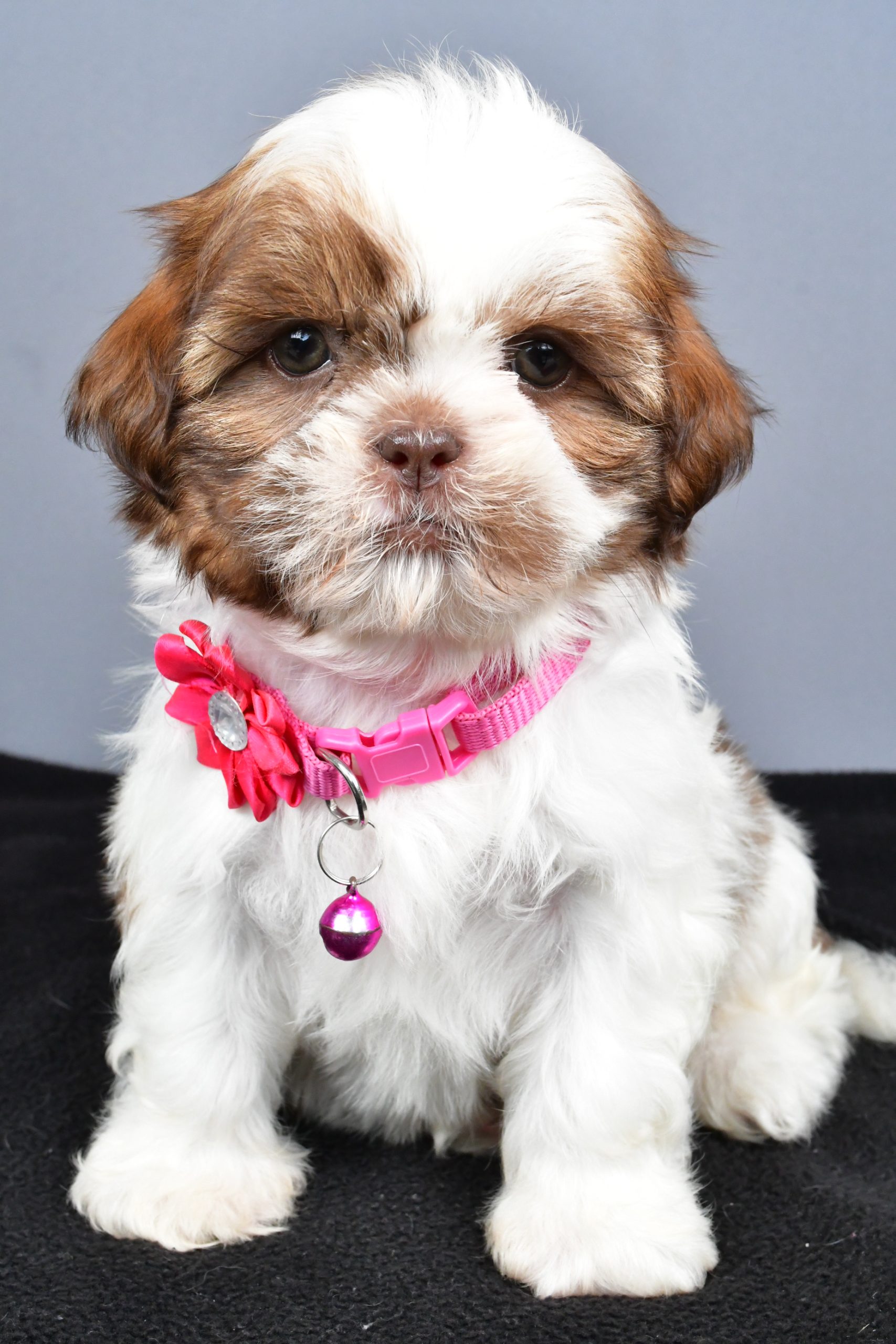 Mr. Hope The Shihtzu