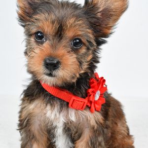 Miss Isabella The Yorkshire Terrier