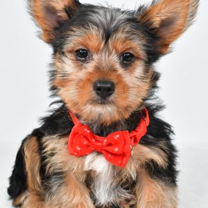 Mr. Rizzo The Yorkshire Terrier