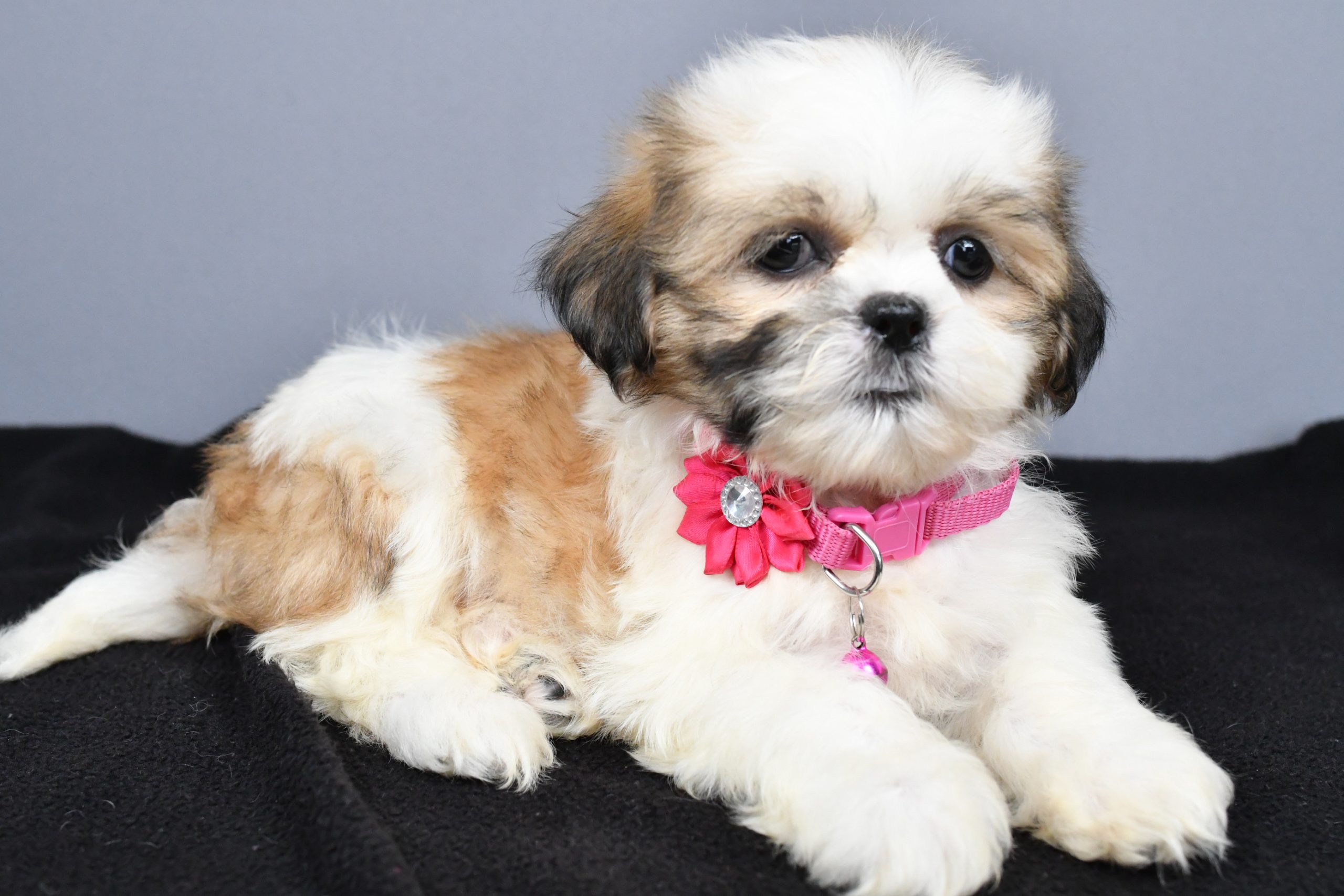 Miss Candy The Shihtzu - Image 8