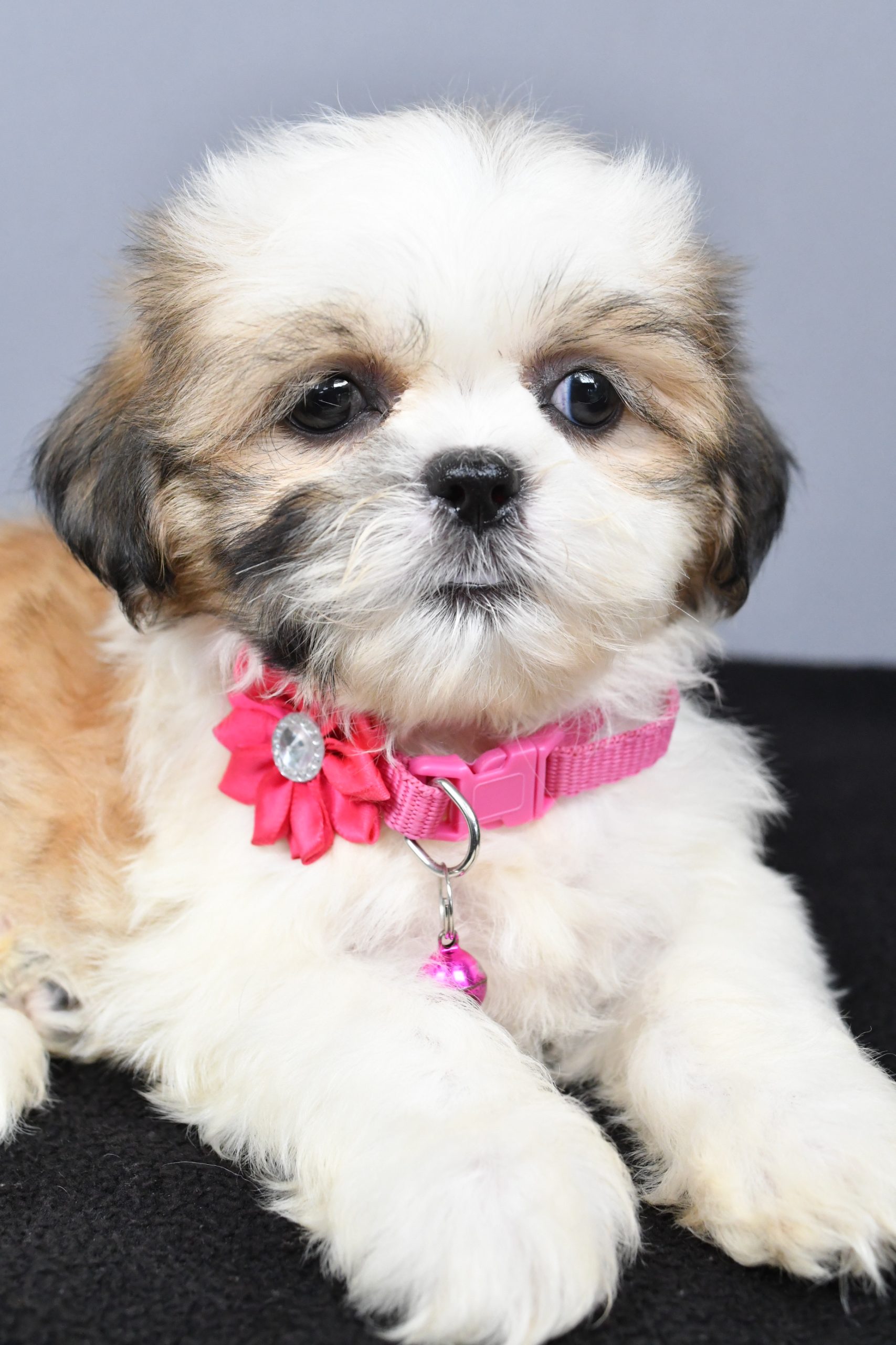 Miss Candy The Shihtzu - Image 7