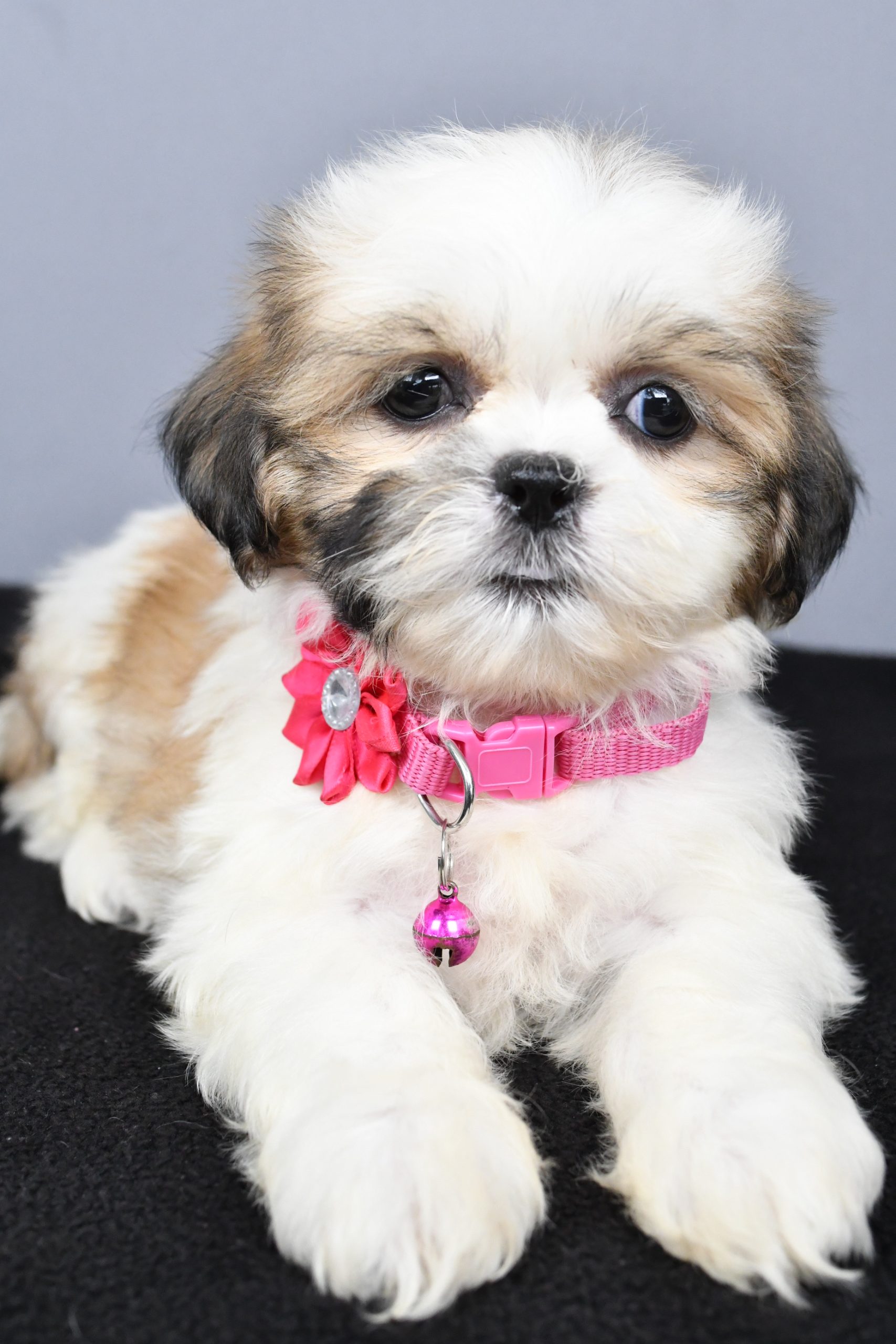 Miss Candy The Shihtzu - Image 6